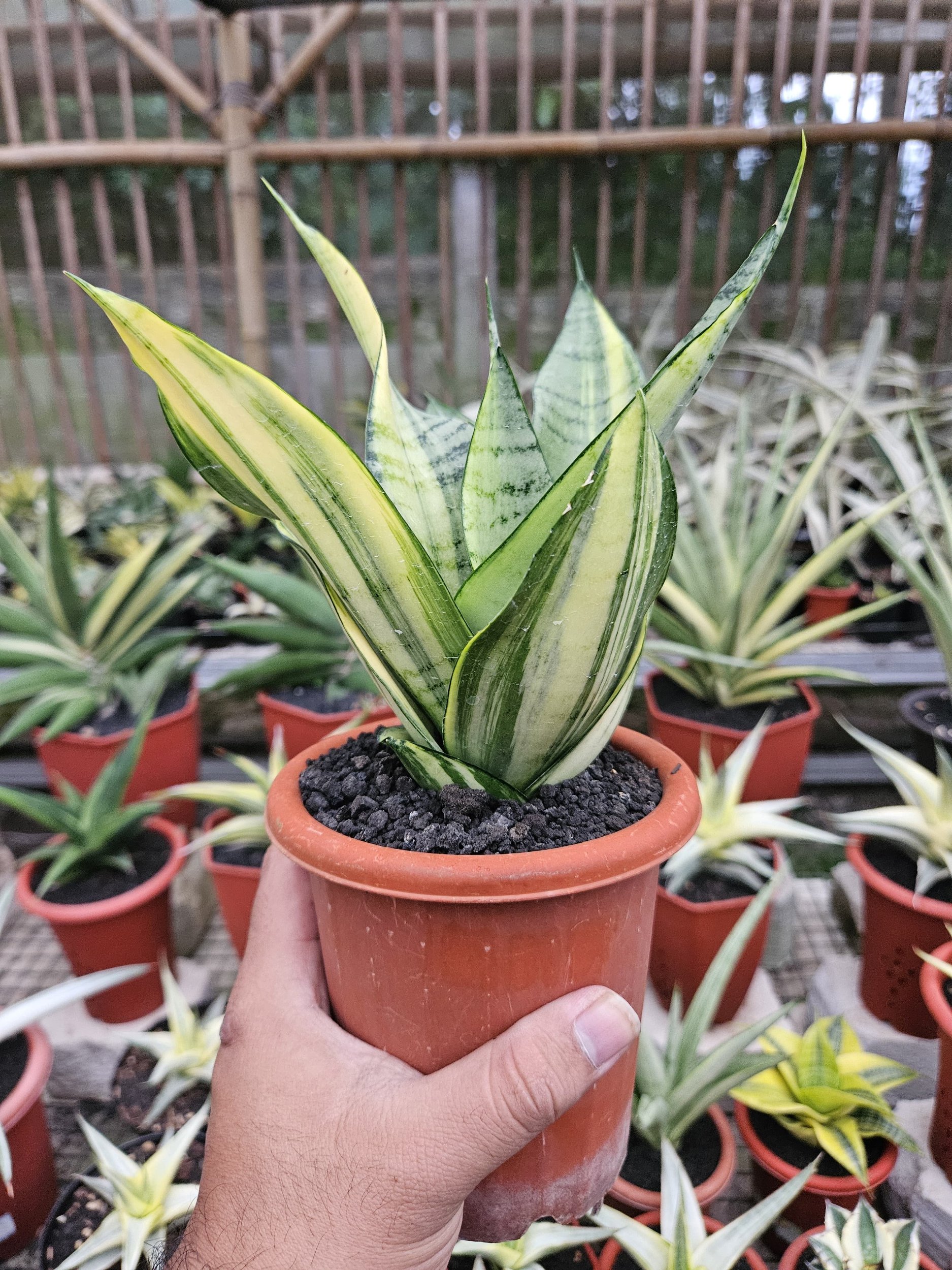 1760. Sansevieria Hybrid Arika Variegated - Image 2