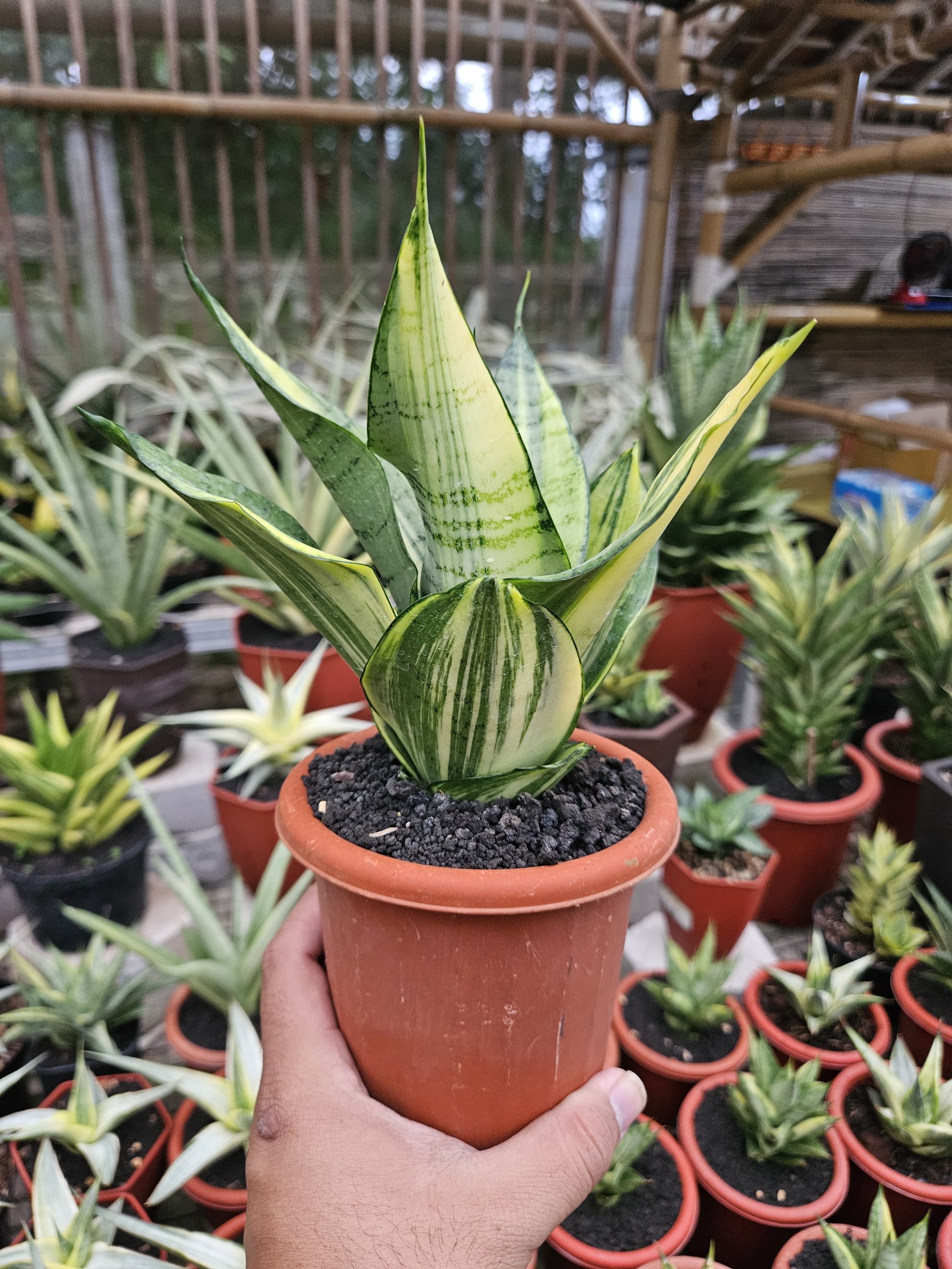 1760. Sansevieria Hybrid Arika Variegated - Image 3