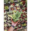 1760. Sansevieria Hybrid Arika Variegated