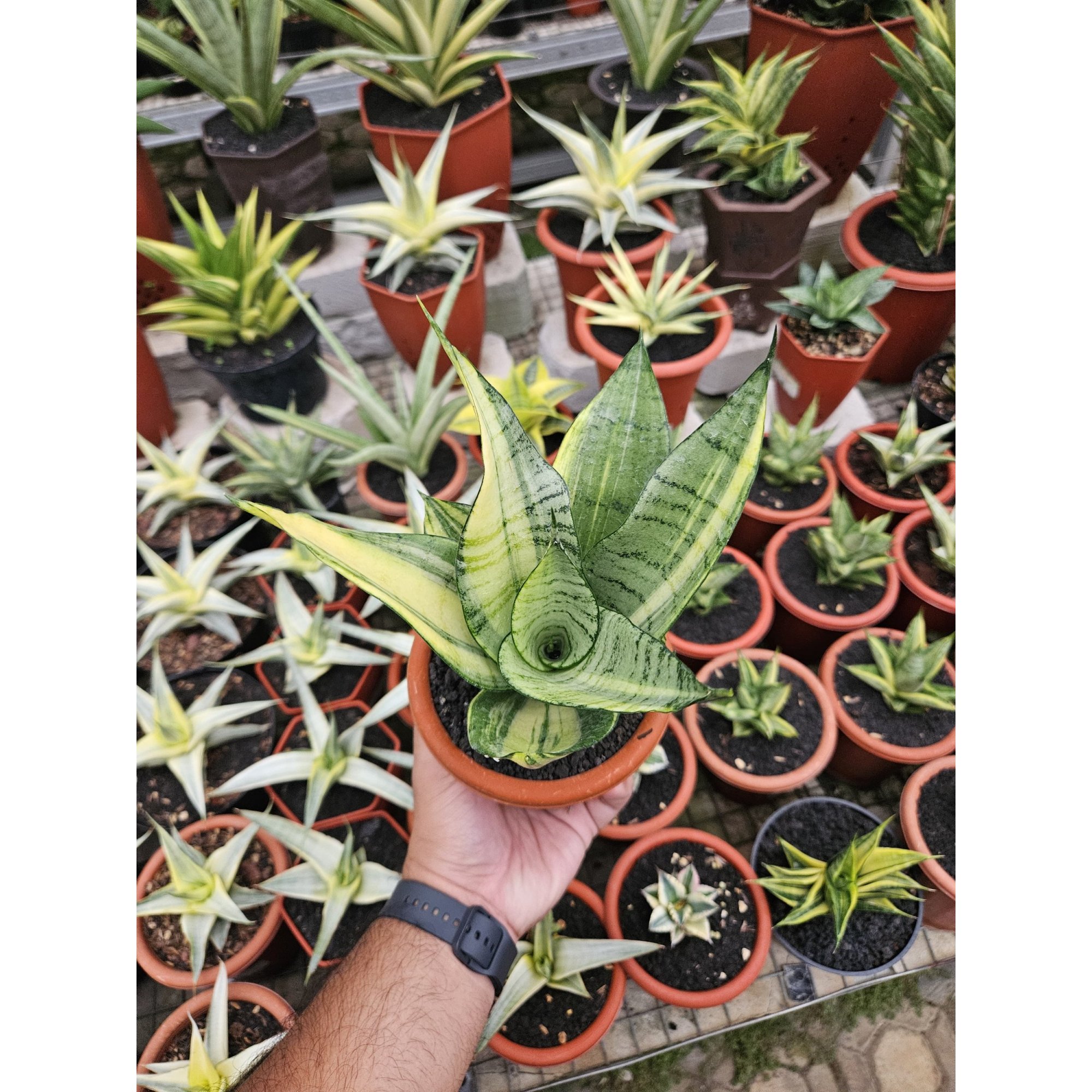 1760. Sansevieria Hybrid Arika Variegated