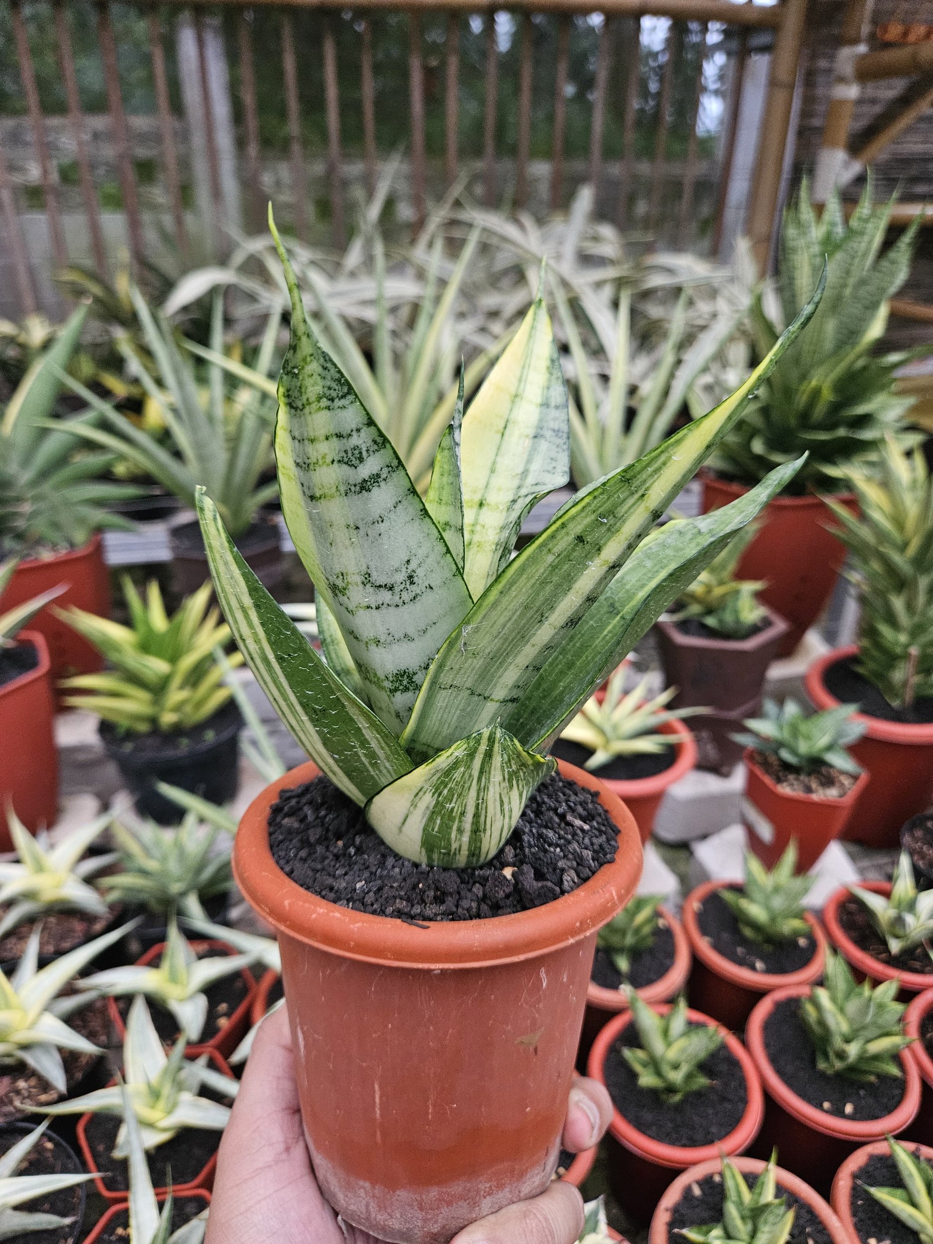 1760. Sansevieria Hybrid Arika Variegated - Image 4