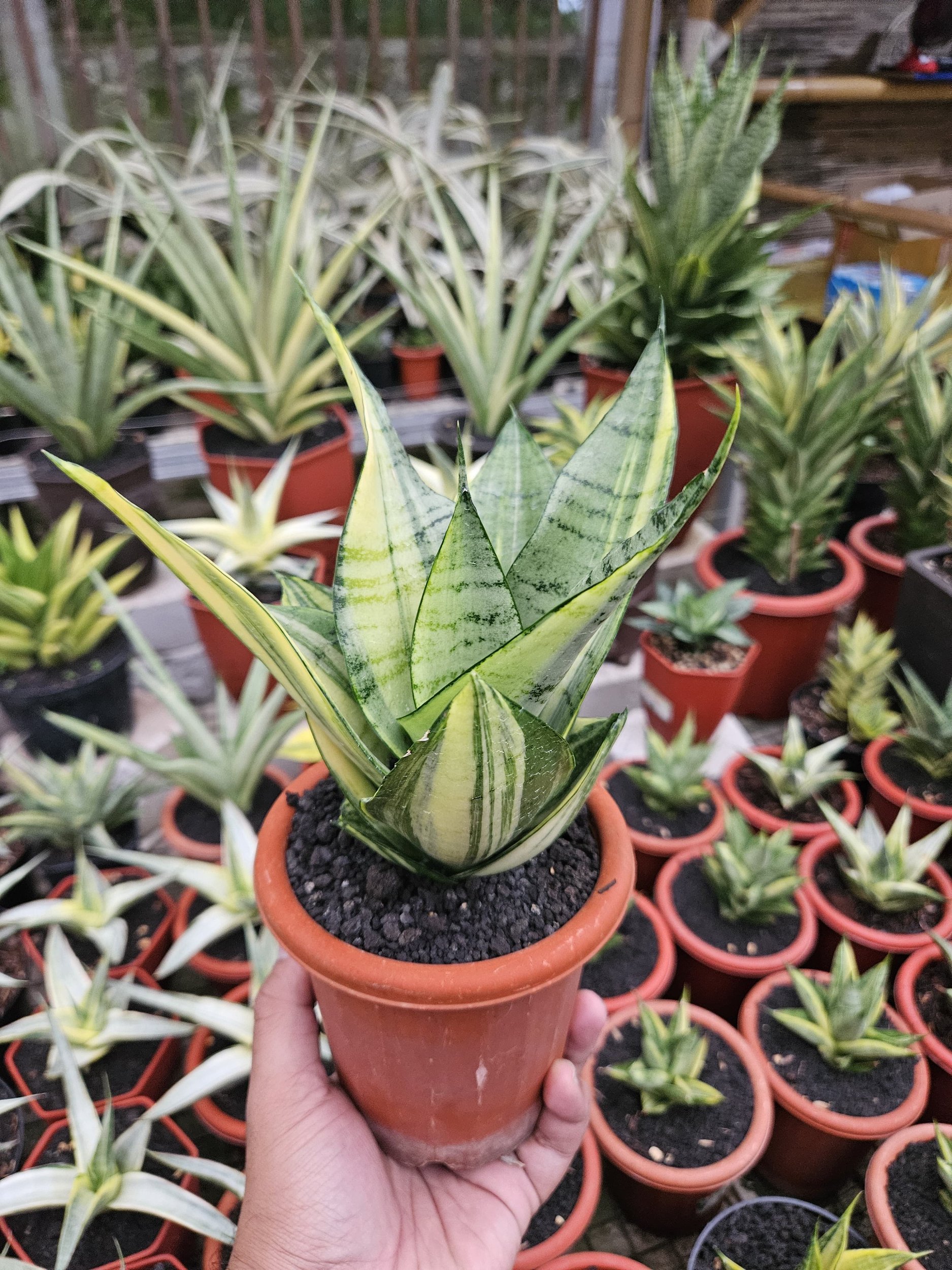 1760. Sansevieria Hybrid Arika Variegated - Image 5