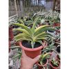 1761. Sansevieria Junna Hybrid Variegated