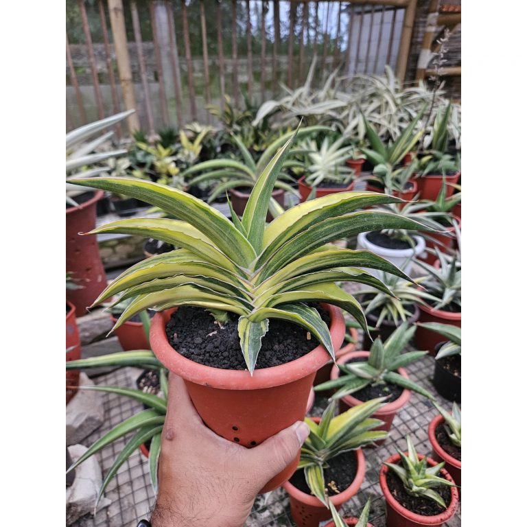 1761. Sansevieria Junna Hybrid Variegated