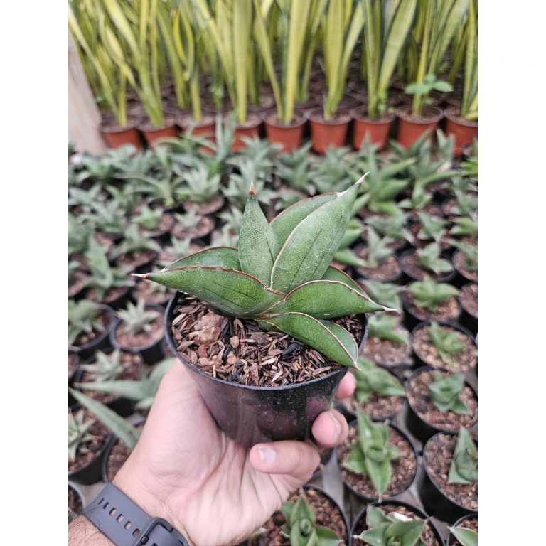 1763. Sansevieria Unggul Hybrid
