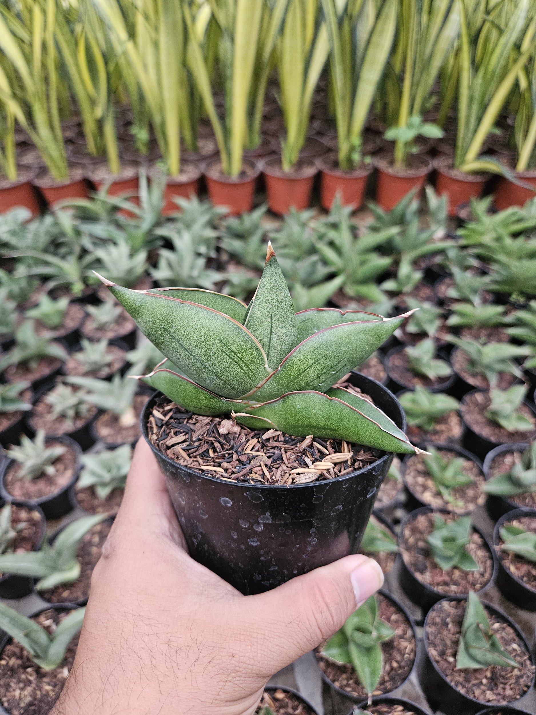 1763. Sansevieria Unggul Hybrid - Image 2