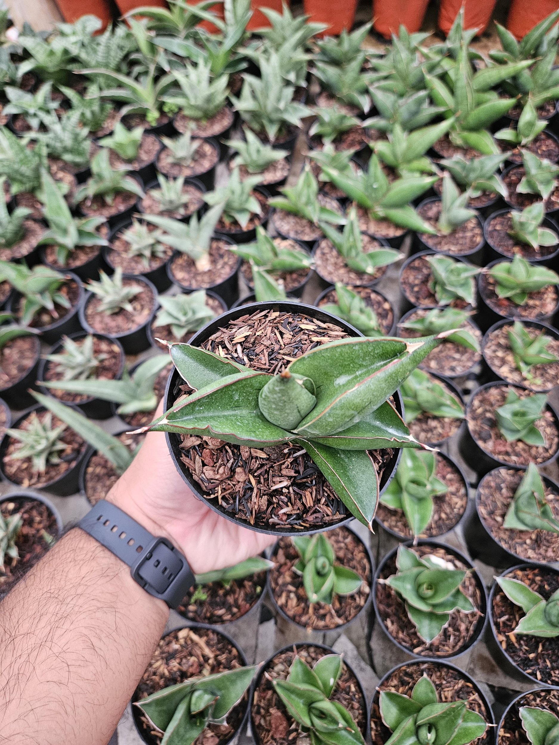 1763. Sansevieria Unggul Hybrid - Image 3