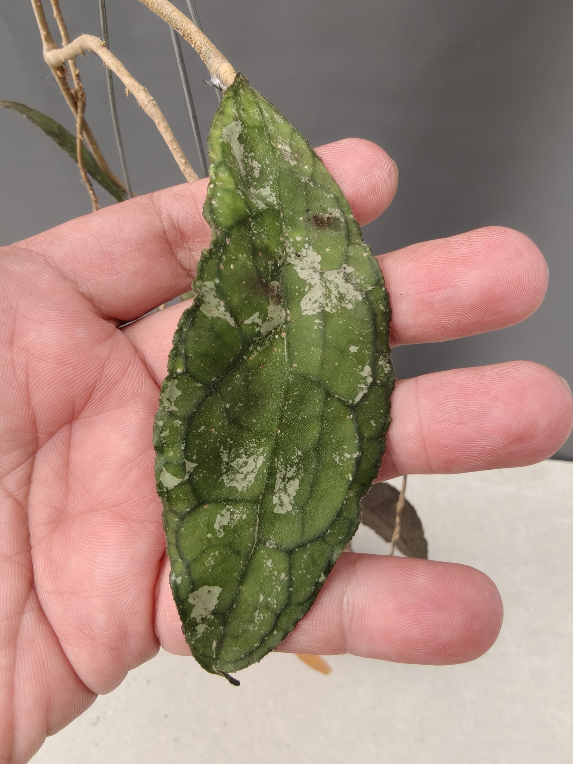 1253. Hoya Clemensorium - Image 13