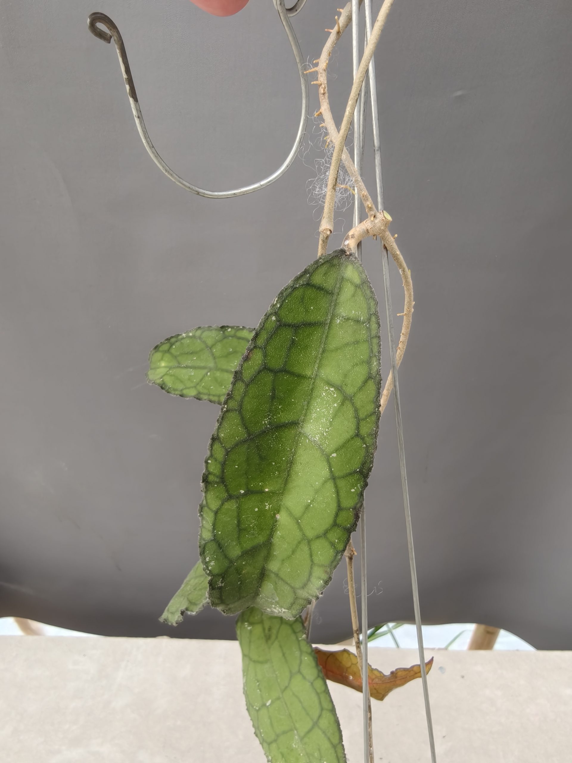 1253. Hoya Clemensorium - Image 4