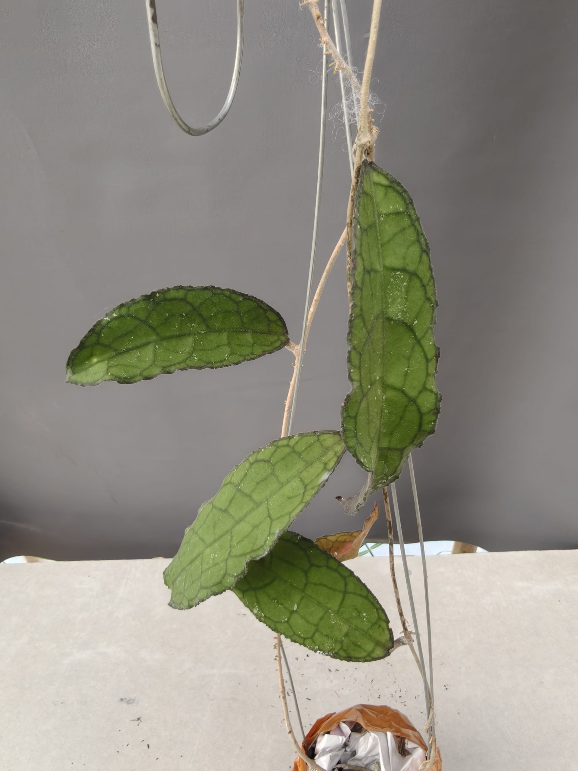 1253. Hoya Clemensorium - Image 5