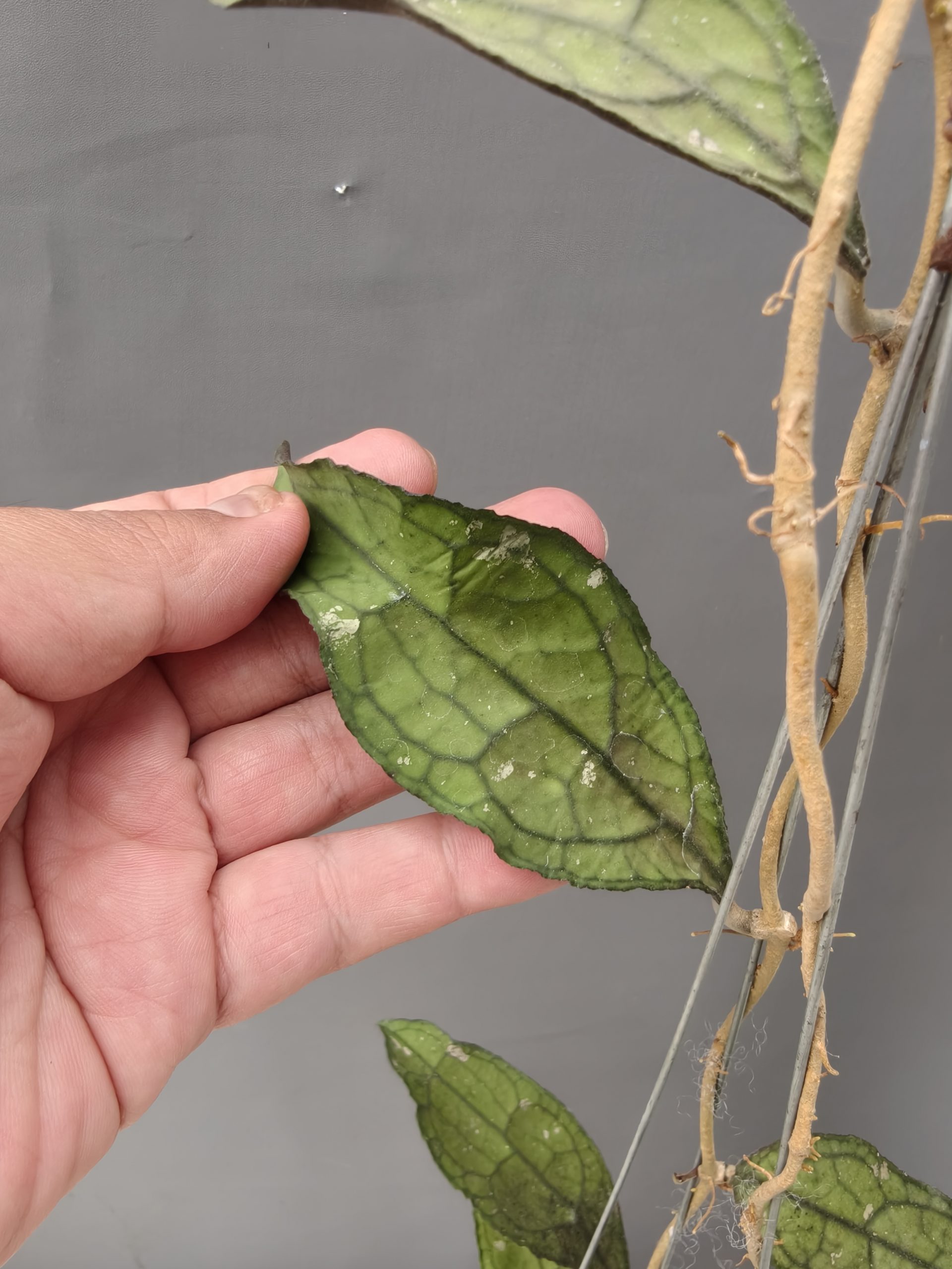 1253. Hoya Clemensorium - Image 6
