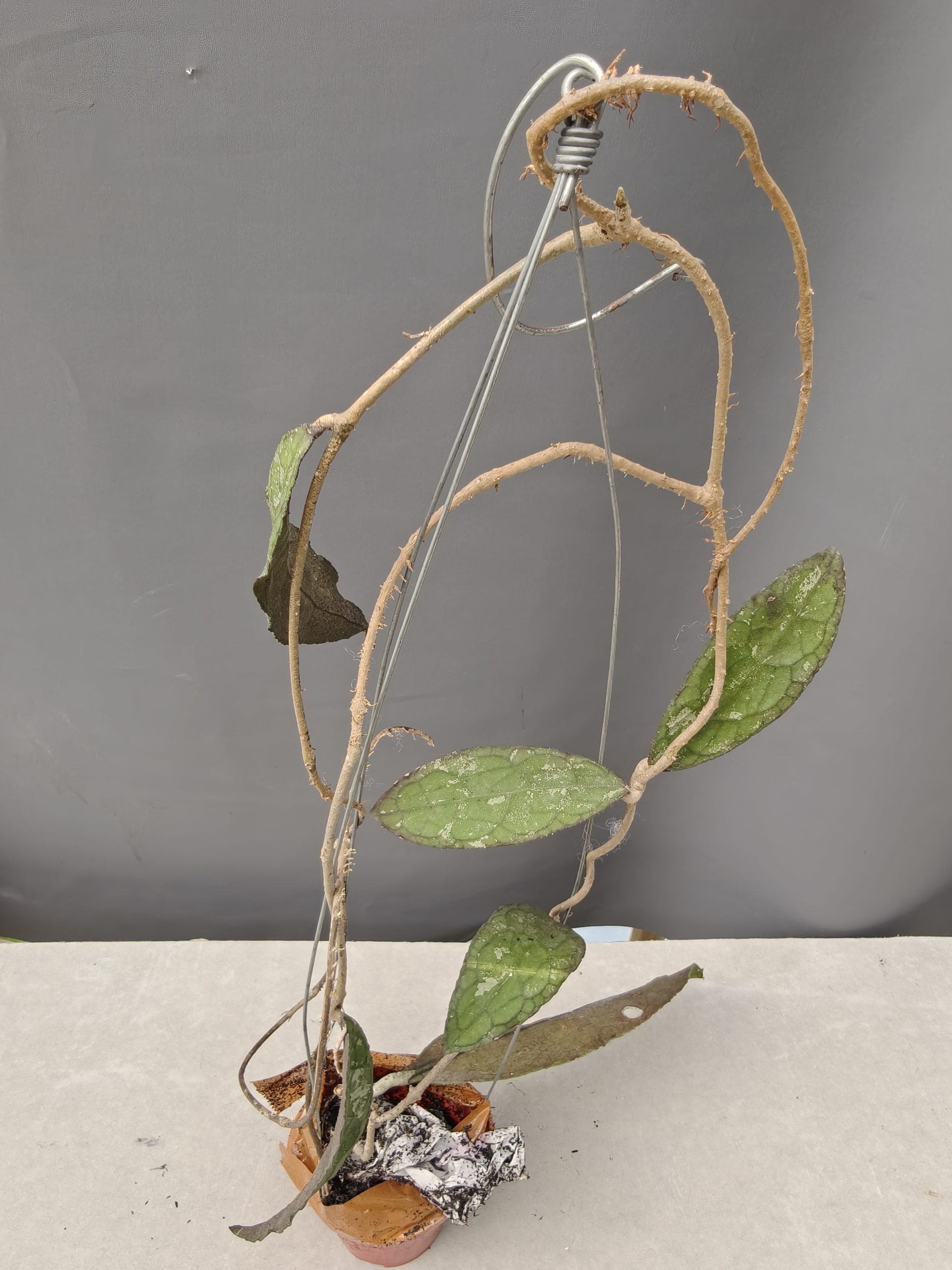 1253. Hoya Clemensorium - Image 15