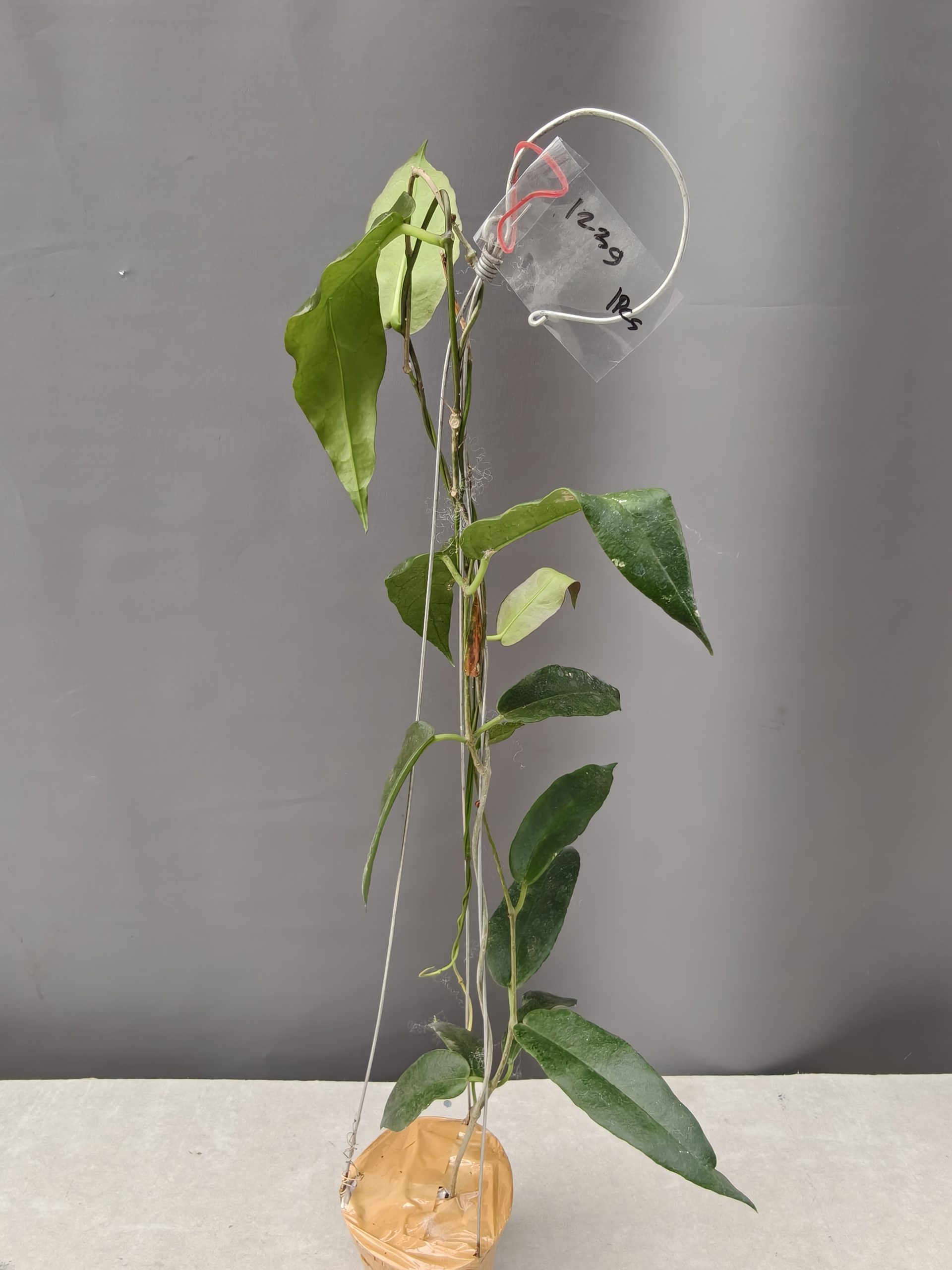 1239. Hoya CV. Kaimuki - Image 16