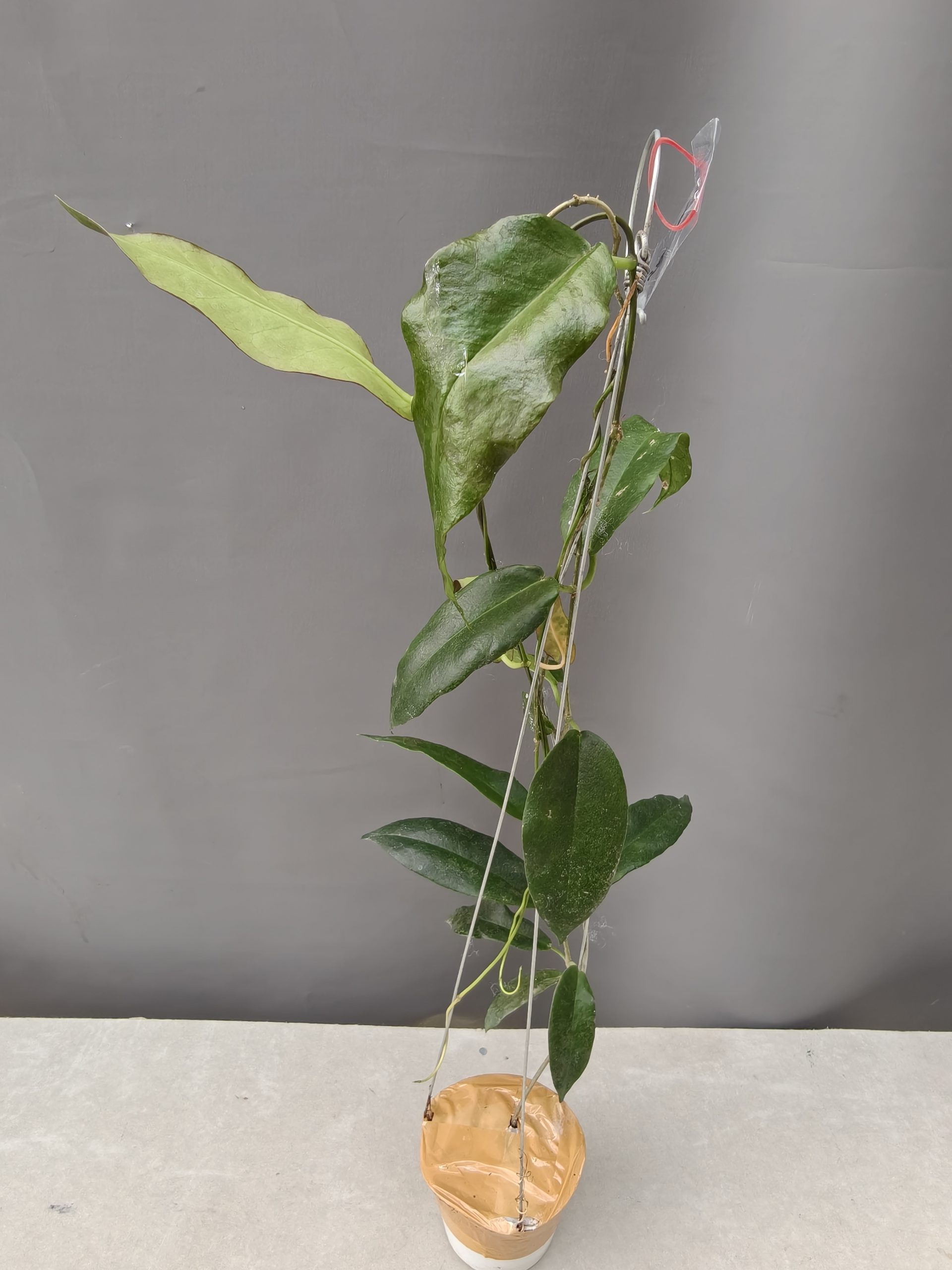 1239. Hoya CV. Kaimuki - Image 22