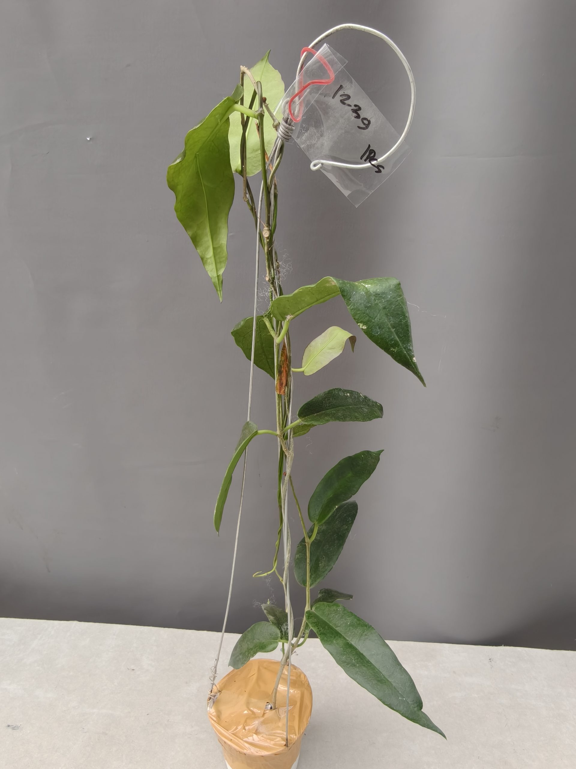 1239. Hoya CV. Kaimuki - Image 17