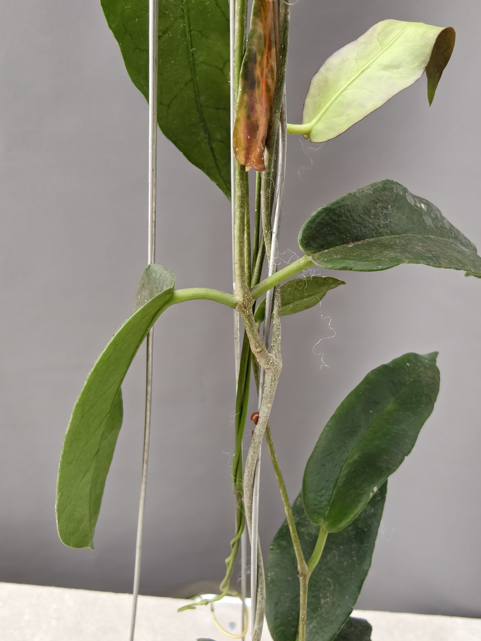 1239. Hoya CV. Kaimuki - Image 18
