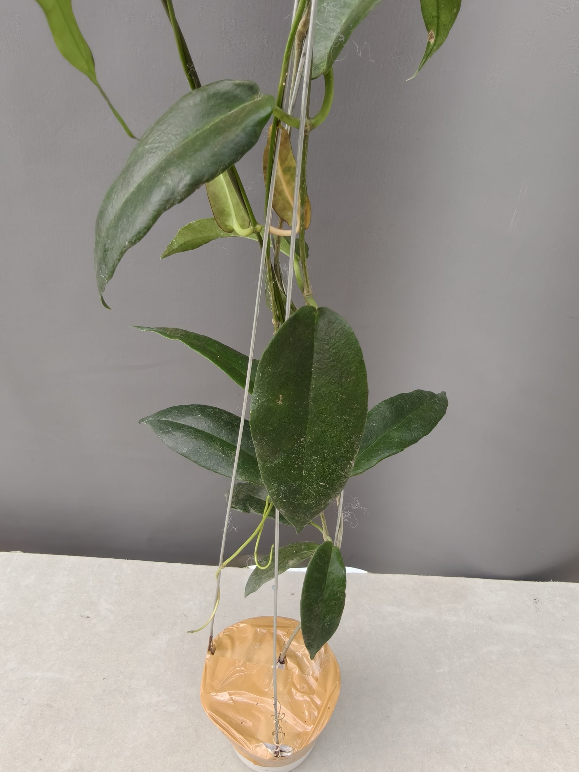 1239. Hoya CV. Kaimuki - Image 9