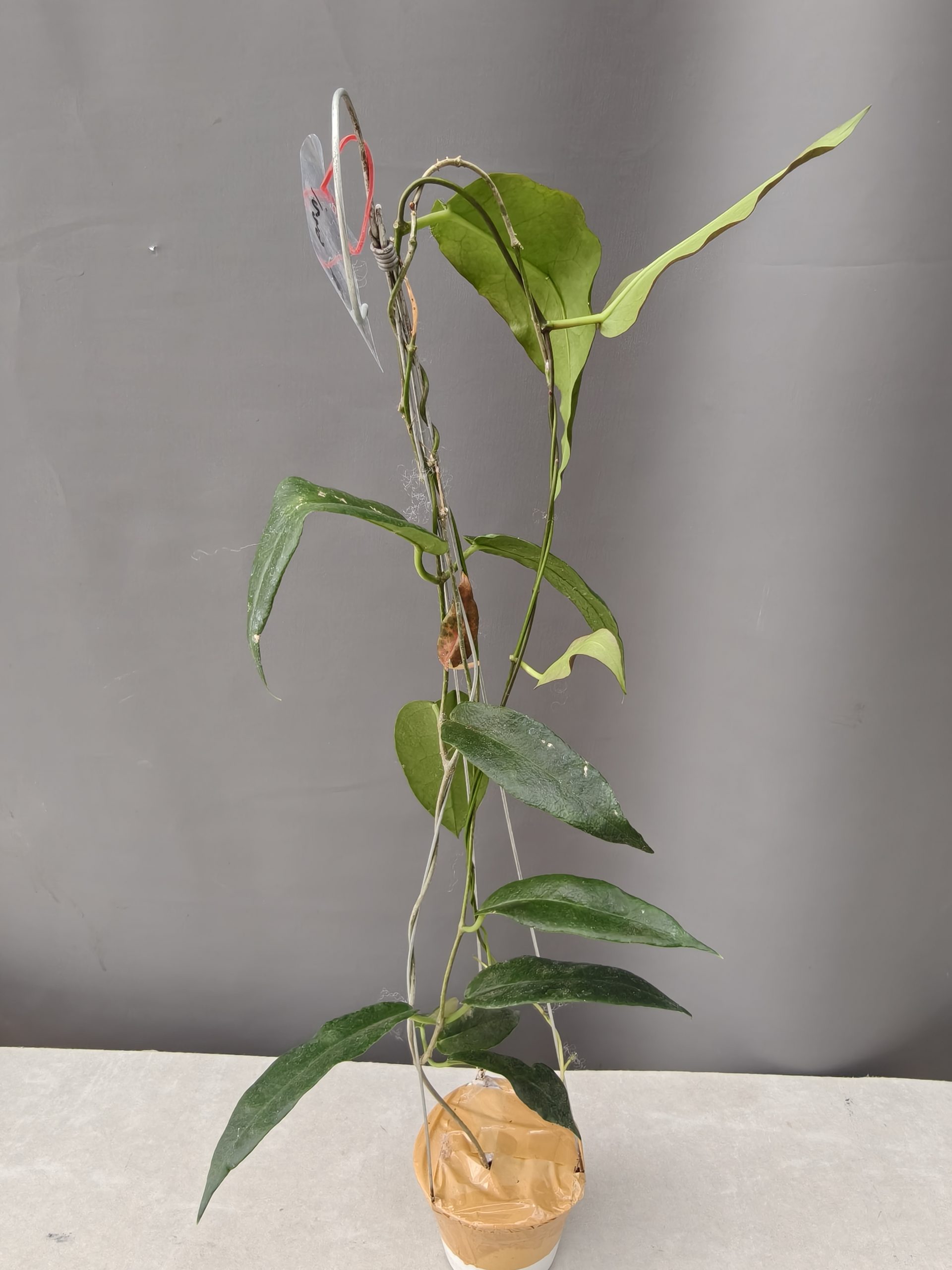 1239. Hoya CV. Kaimuki - Image 10
