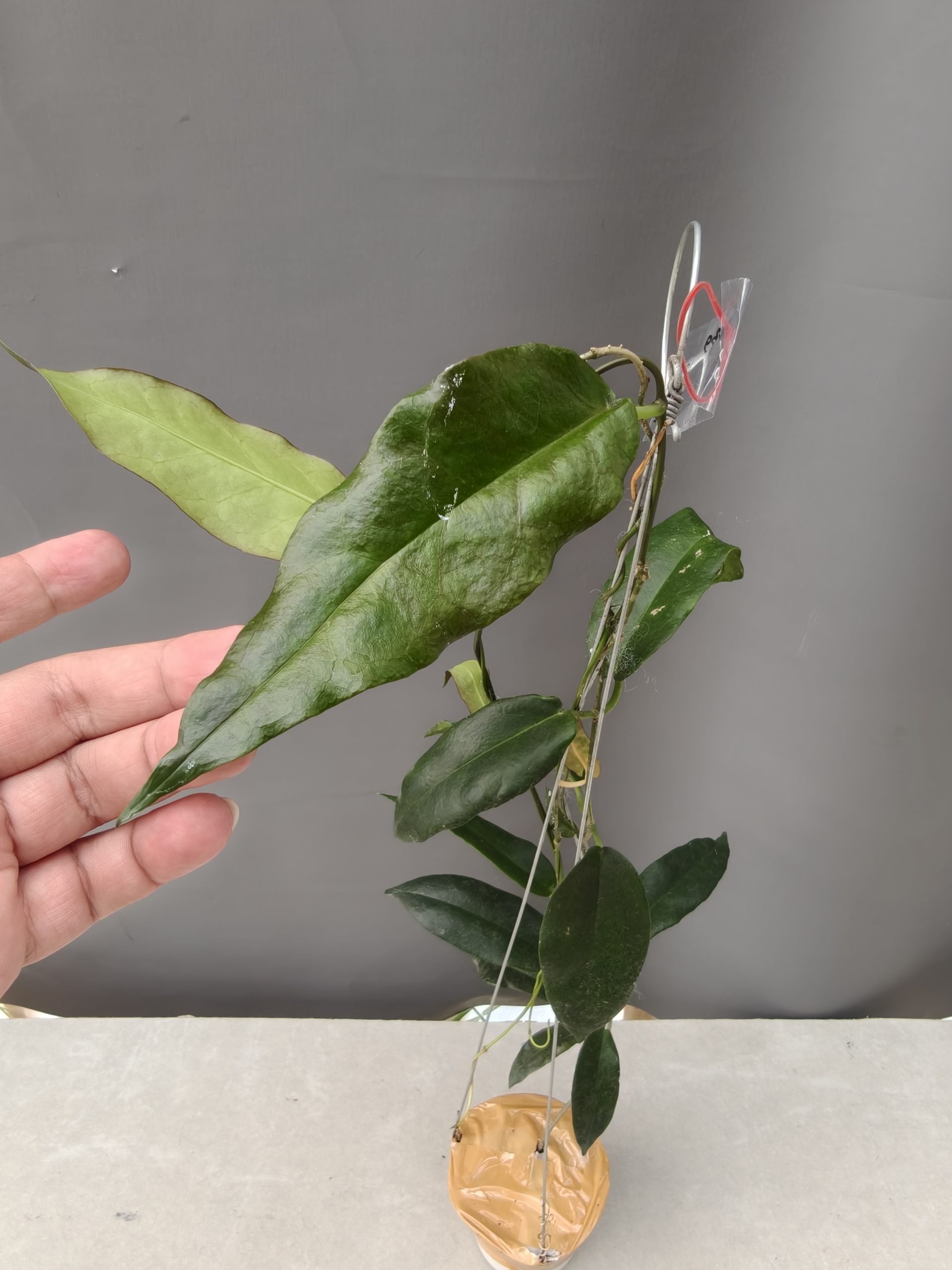 1239. Hoya CV. Kaimuki - Image 4