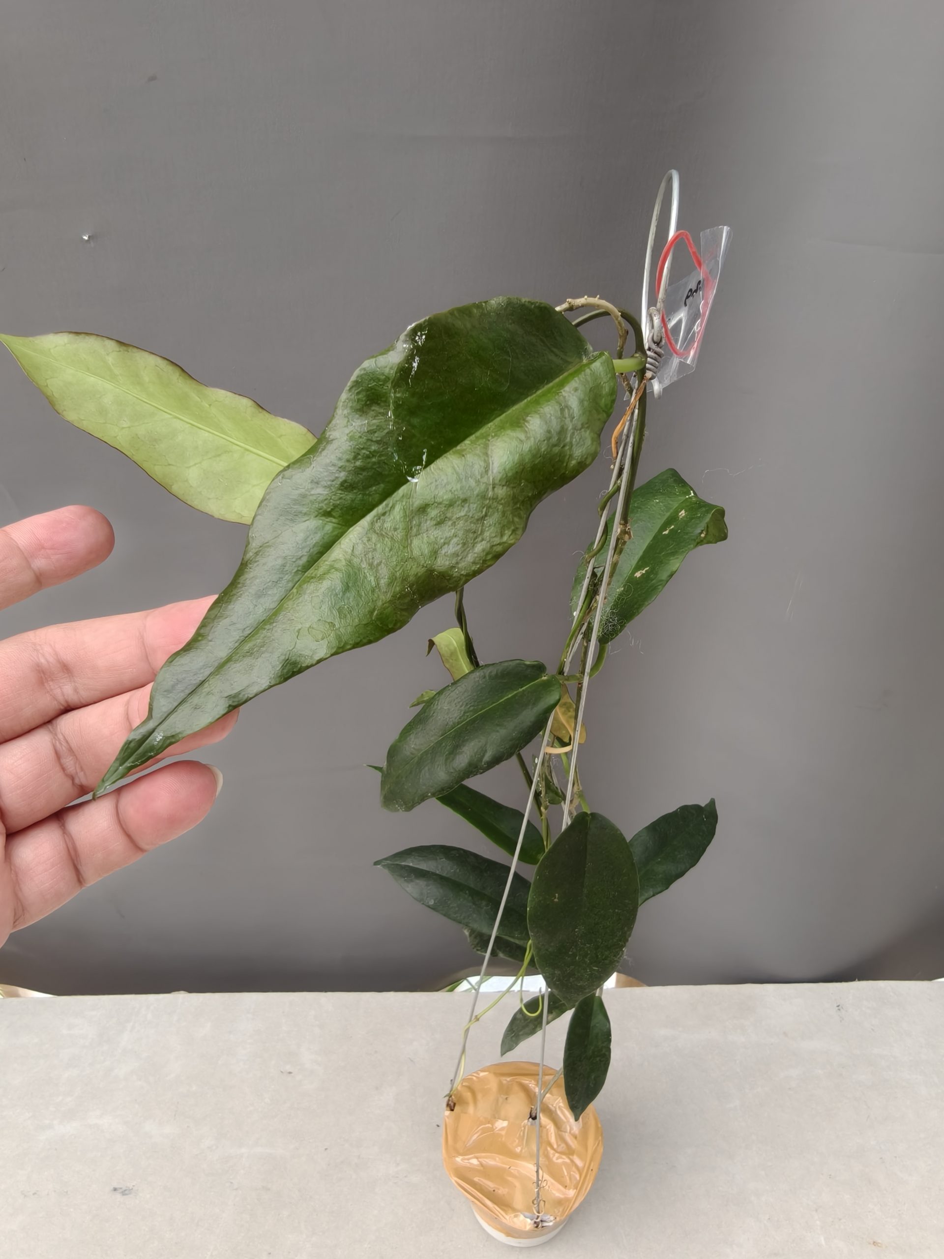1239. Hoya CV. Kaimuki - Image 6