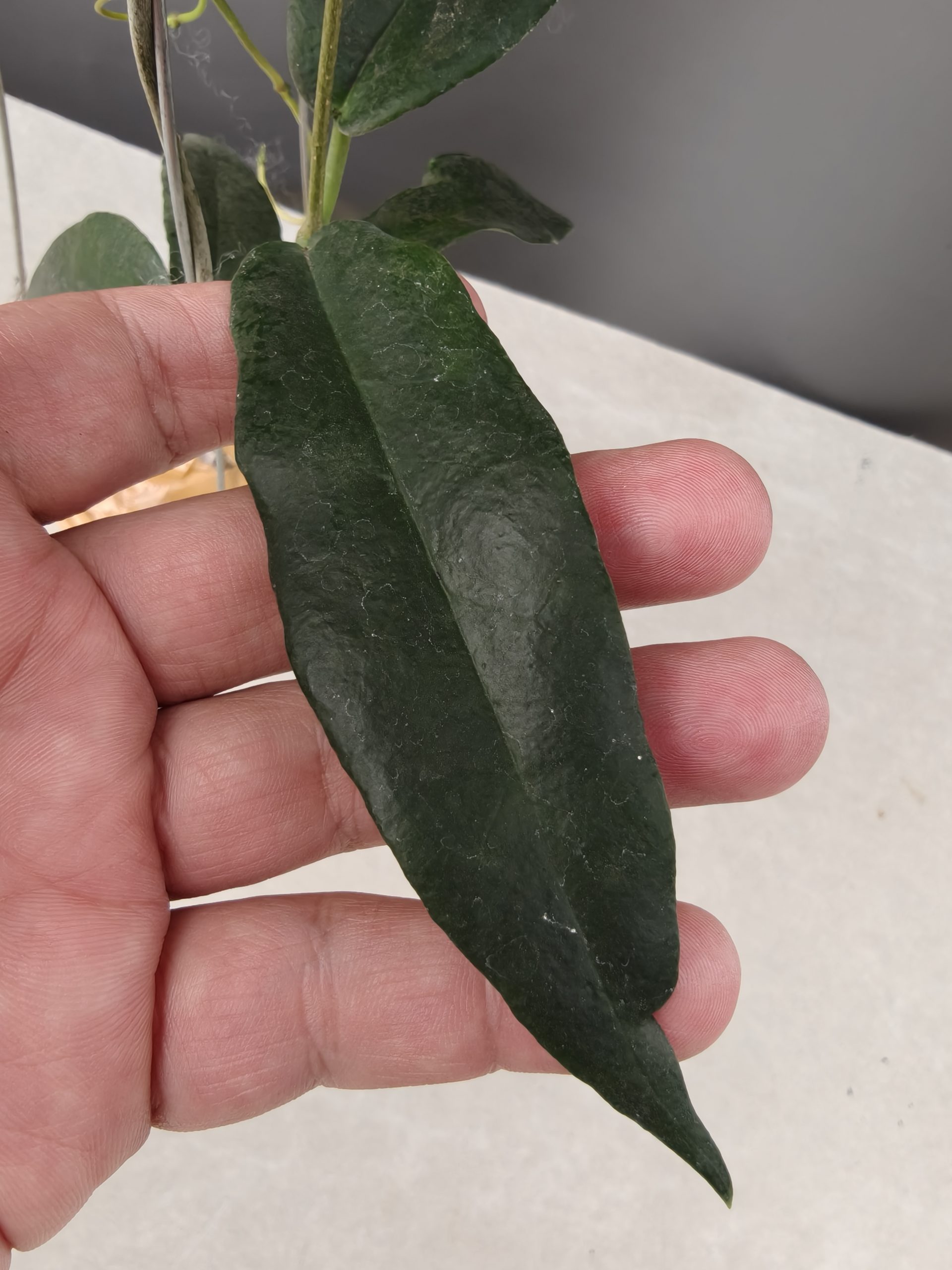 1239. Hoya CV. Kaimuki - Image 19
