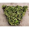 2090. Hoya Heuschkeliana Variegated 20pcs