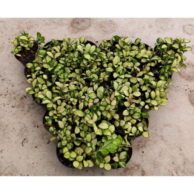 2090. Hoya Heuschkeliana Variegated 20pcs