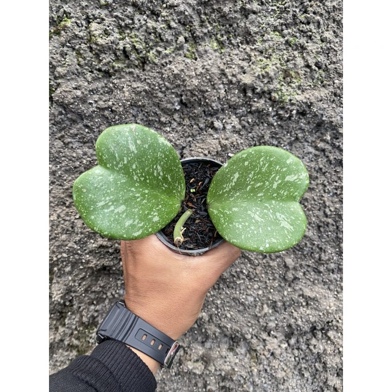 1489. Hoya Kerrii Splash 2 Leaves