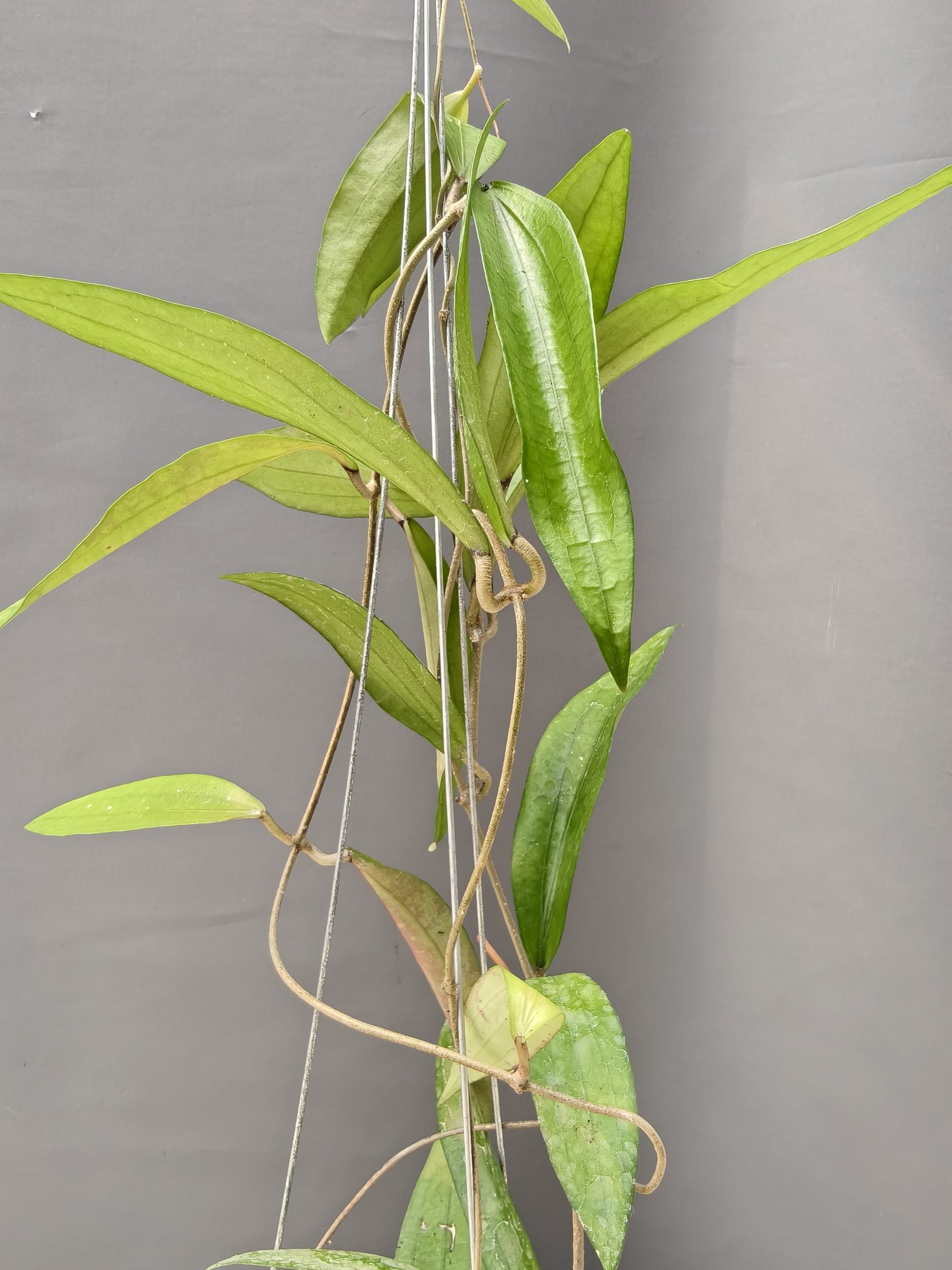 1236. Hoya Rindu Raflesia - Image 14