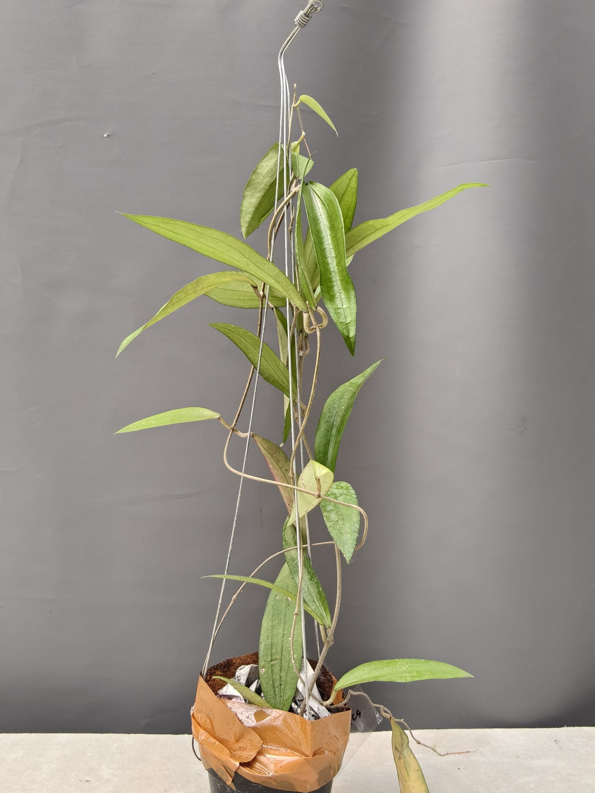 1236. Hoya Rindu Raflesia - Image 16