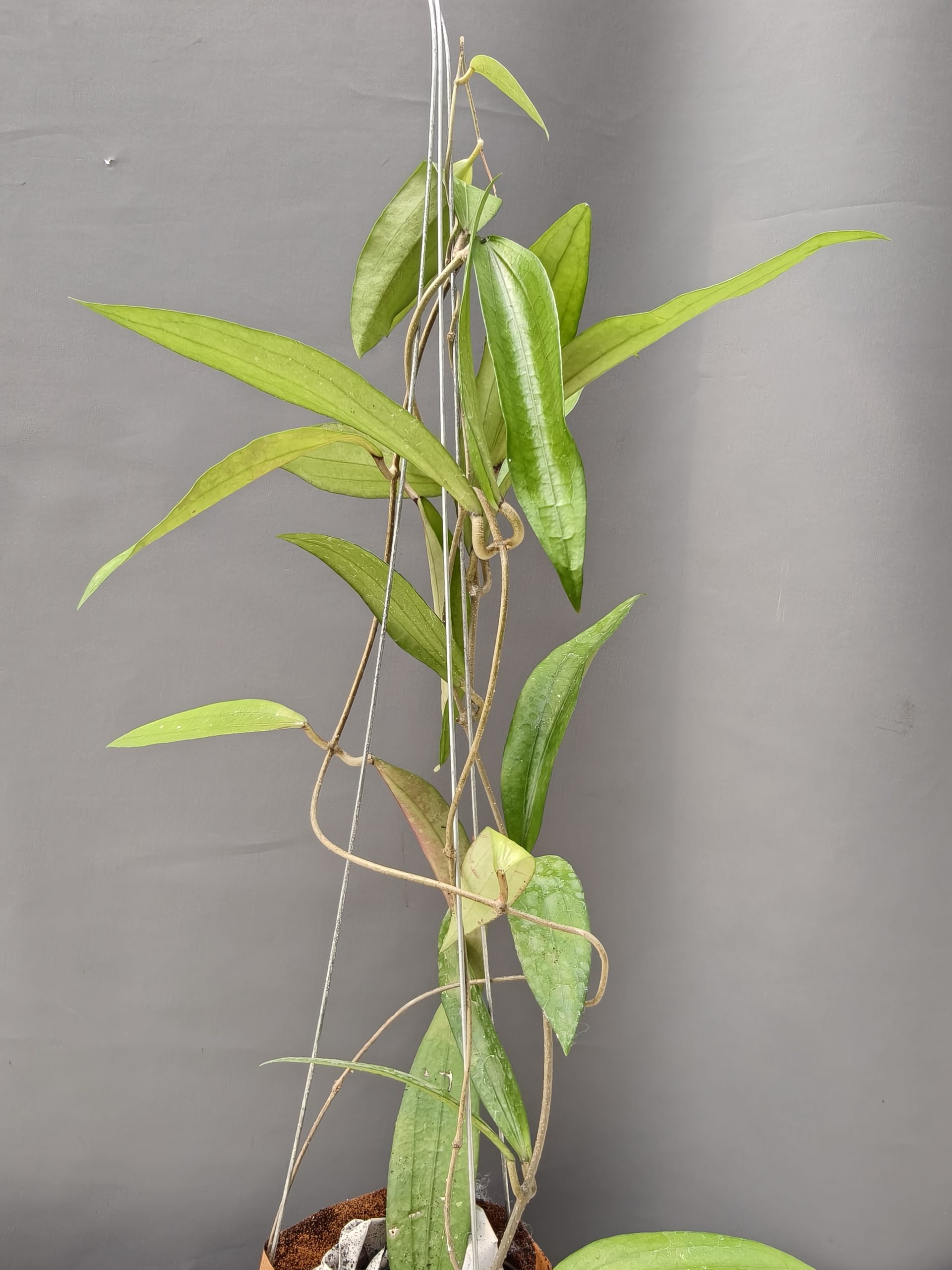 1236. Hoya Rindu Raflesia - Image 15