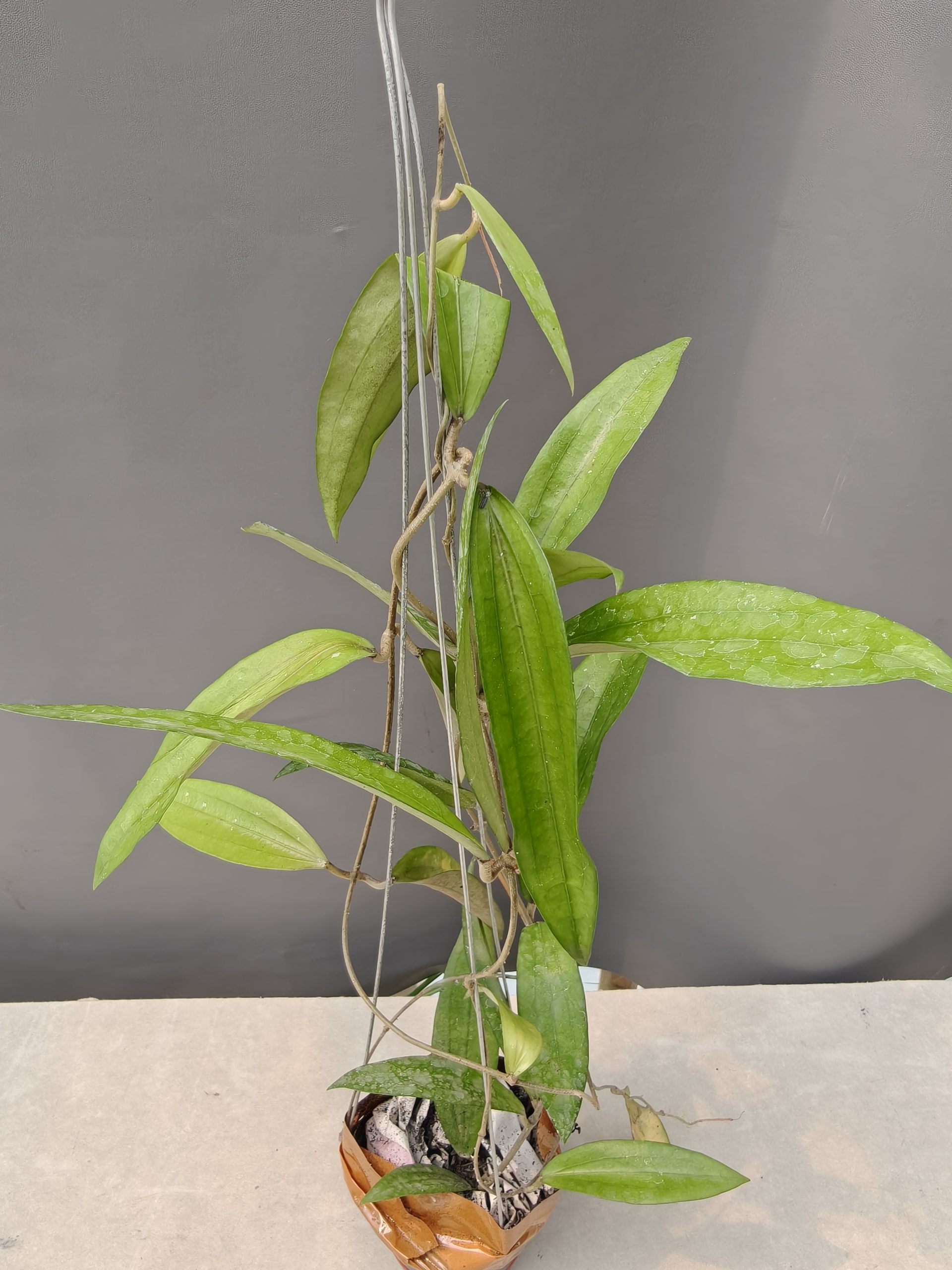1236. Hoya Rindu Raflesia - Image 13