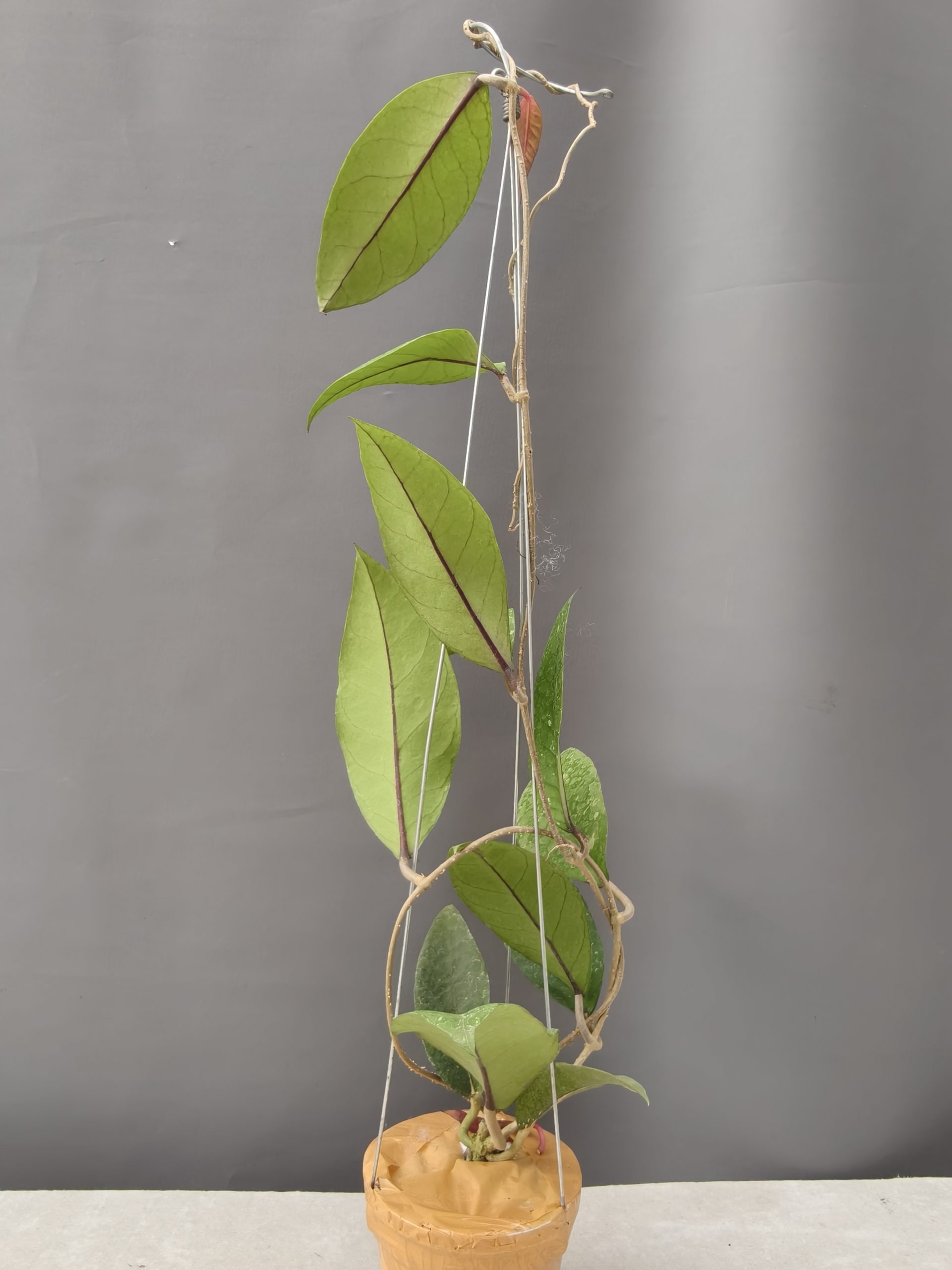1336. Hoya SP Aceh - Image 9