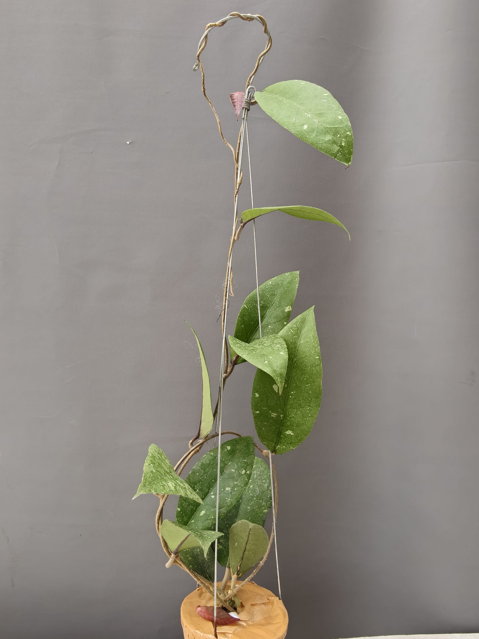 1336. Hoya SP Aceh - Image 13