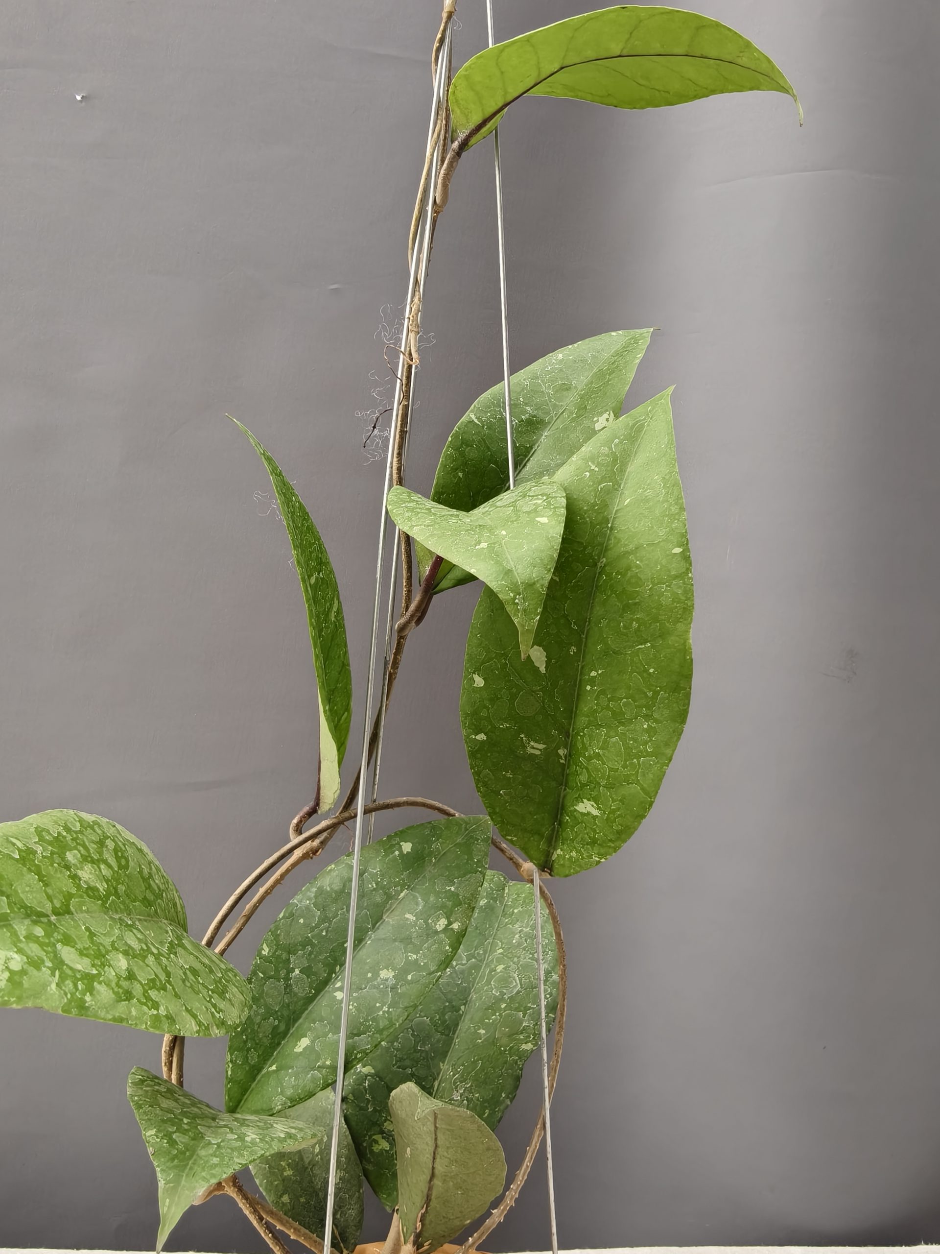 1336. Hoya SP Aceh - Image 6
