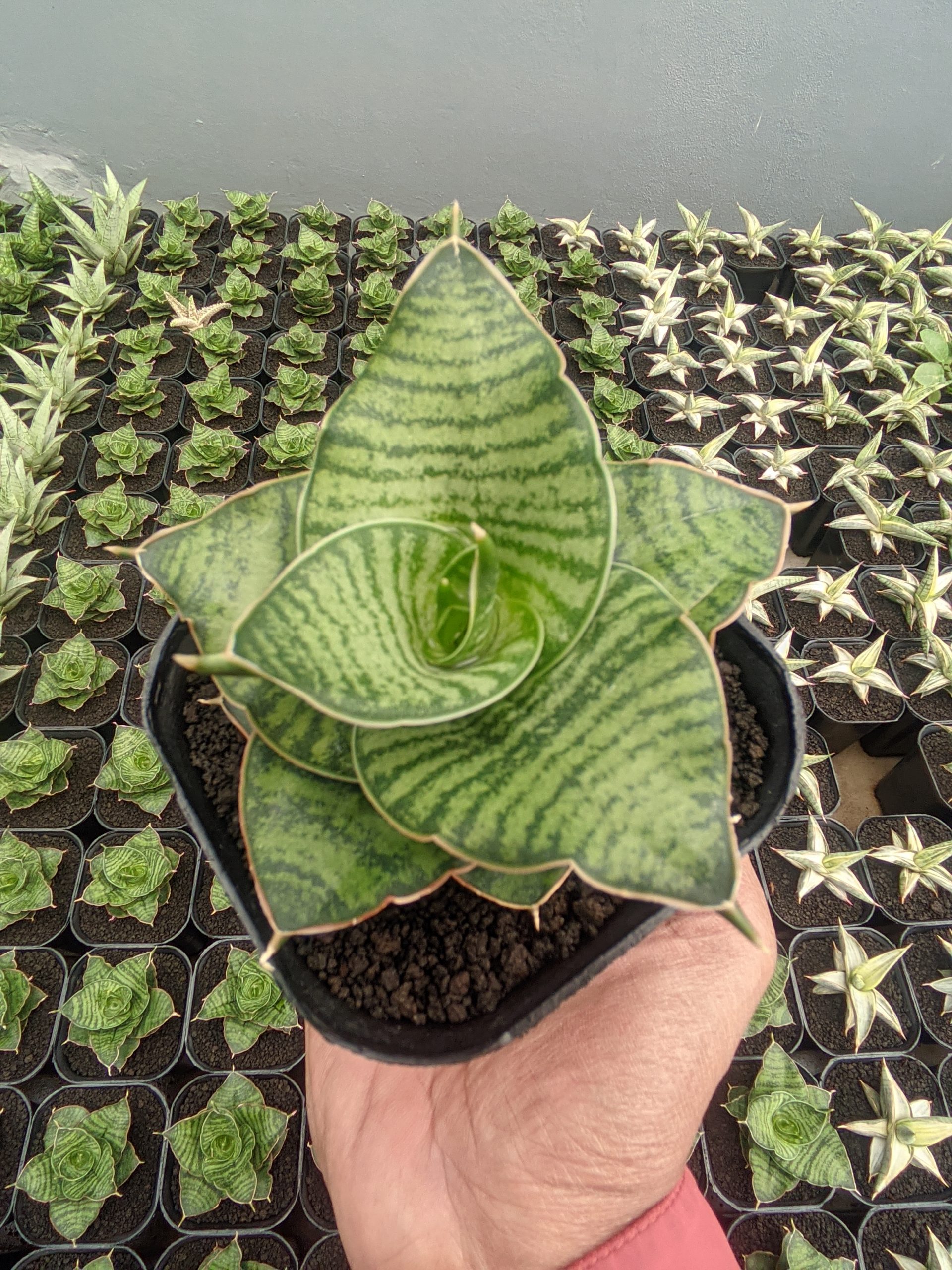 1283. Sansevieria Zaza - Image 7
