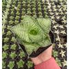 1283. Sansevieria Zaza