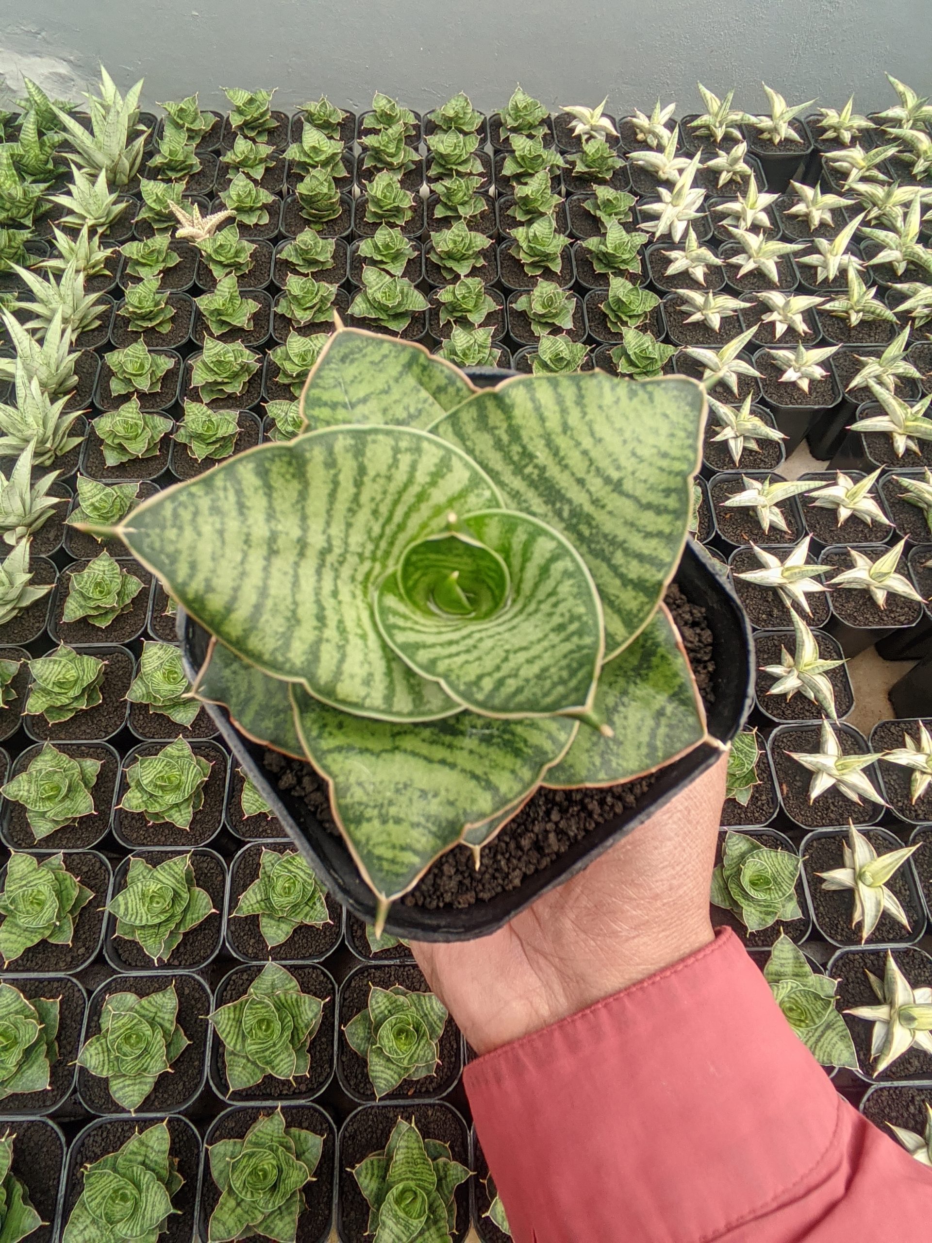 1283. Sansevieria Zaza - Image 5