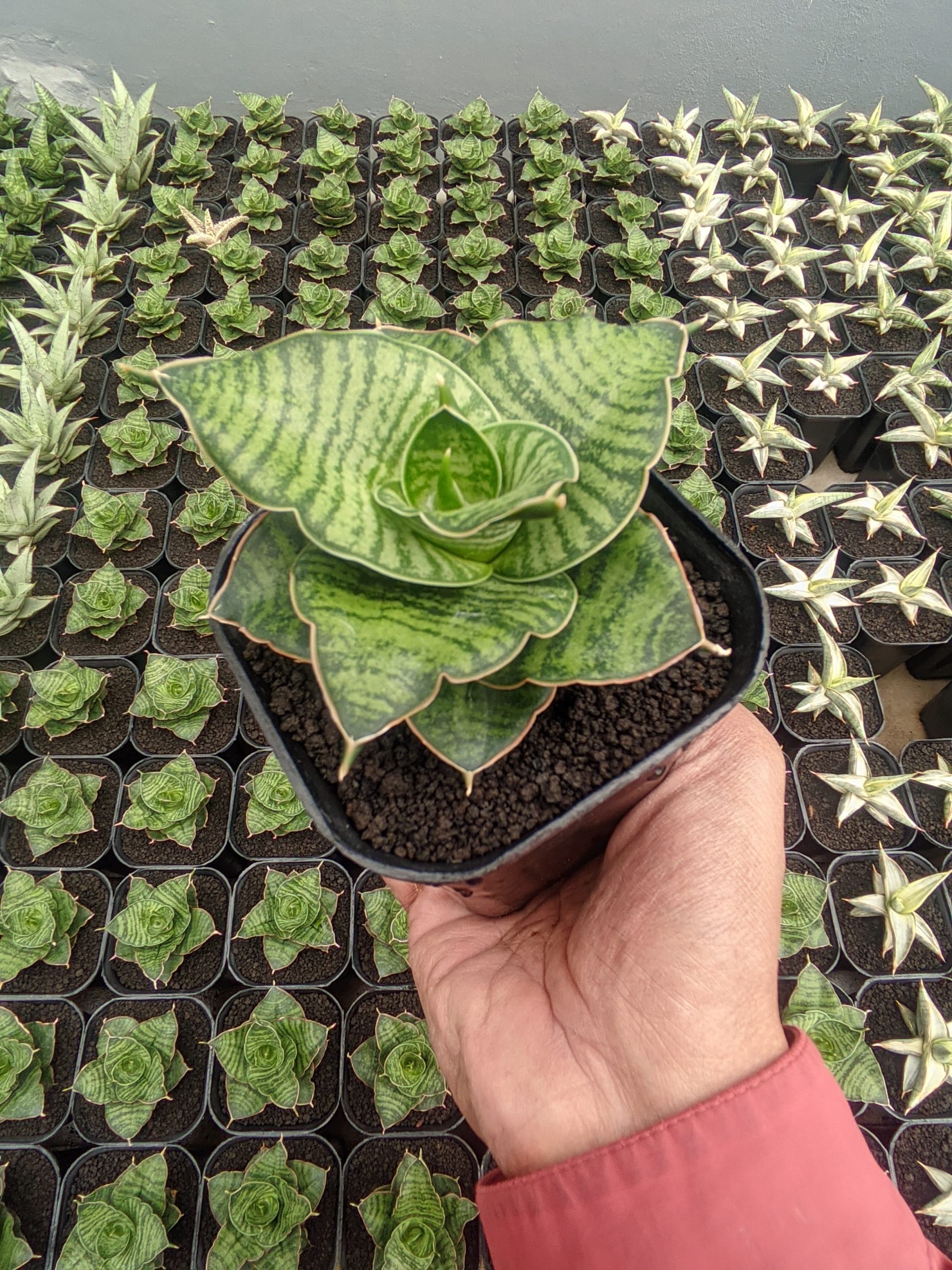 1283. Sansevieria Zaza - Image 4