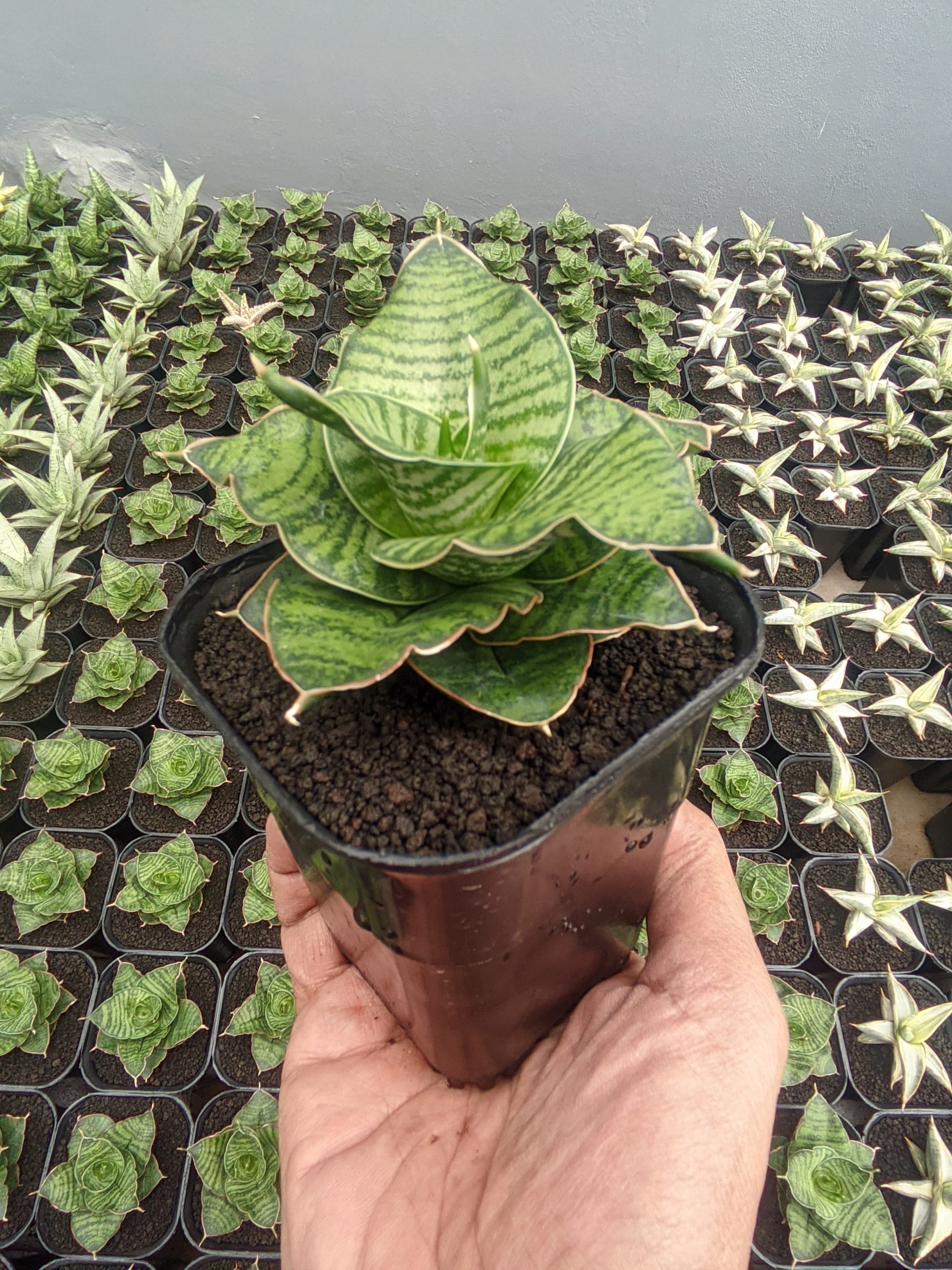 1283. Sansevieria Zaza - Image 2