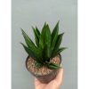 1454. Sansevieria Black Angel
