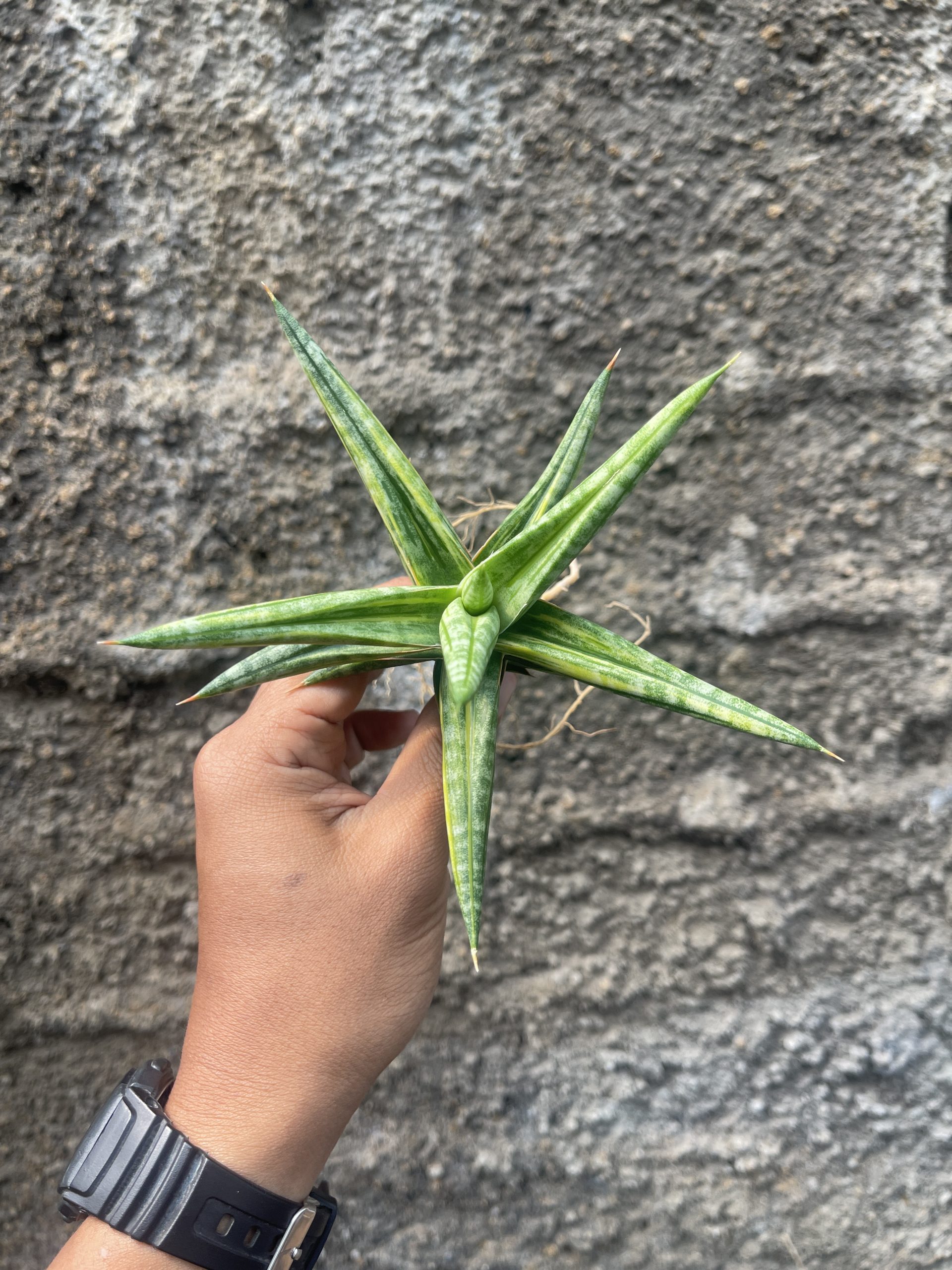 1024. Sansevieria Balii Variegated - Image 16