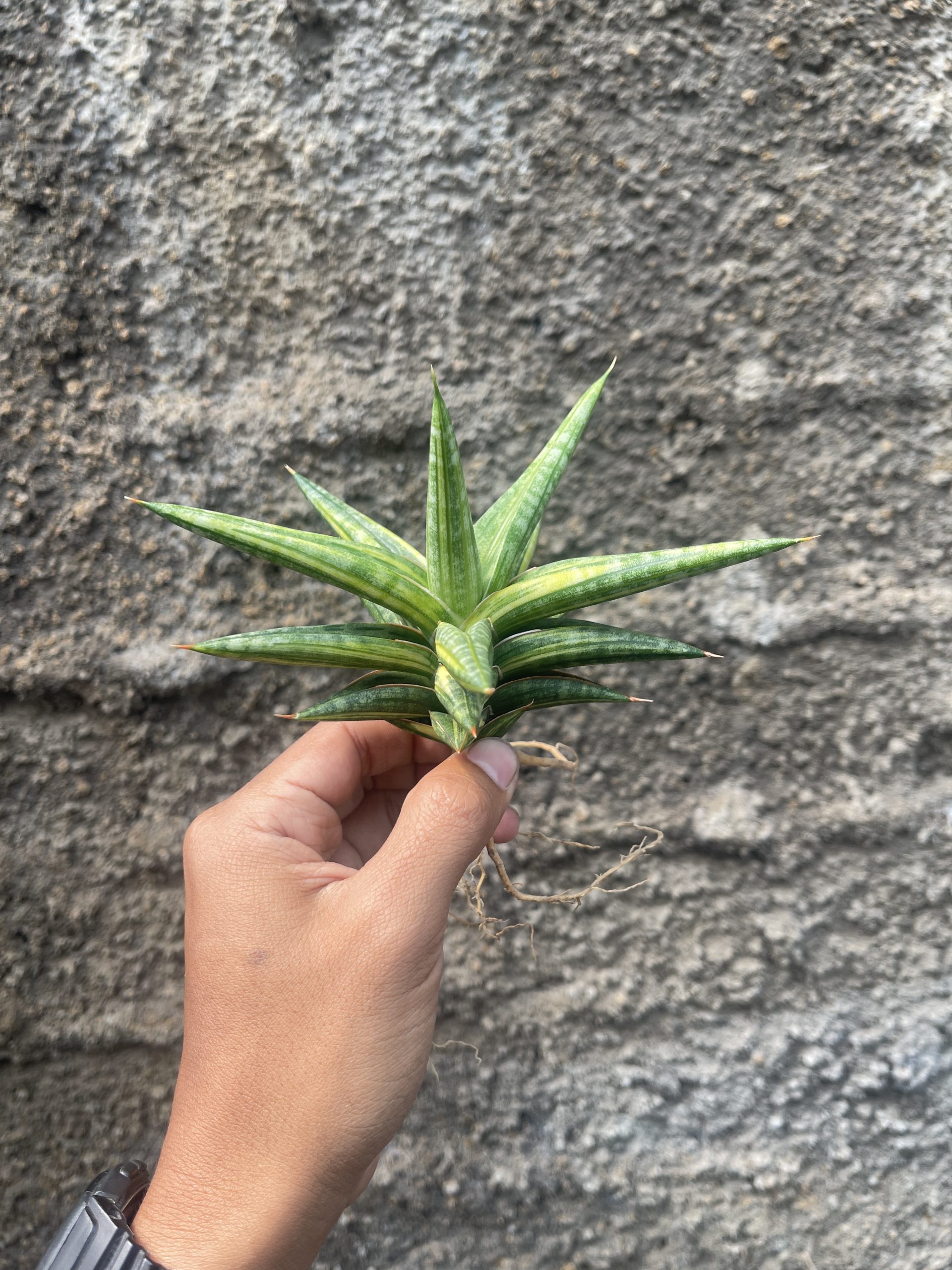 1024. Sansevieria Balii Variegated - Image 15