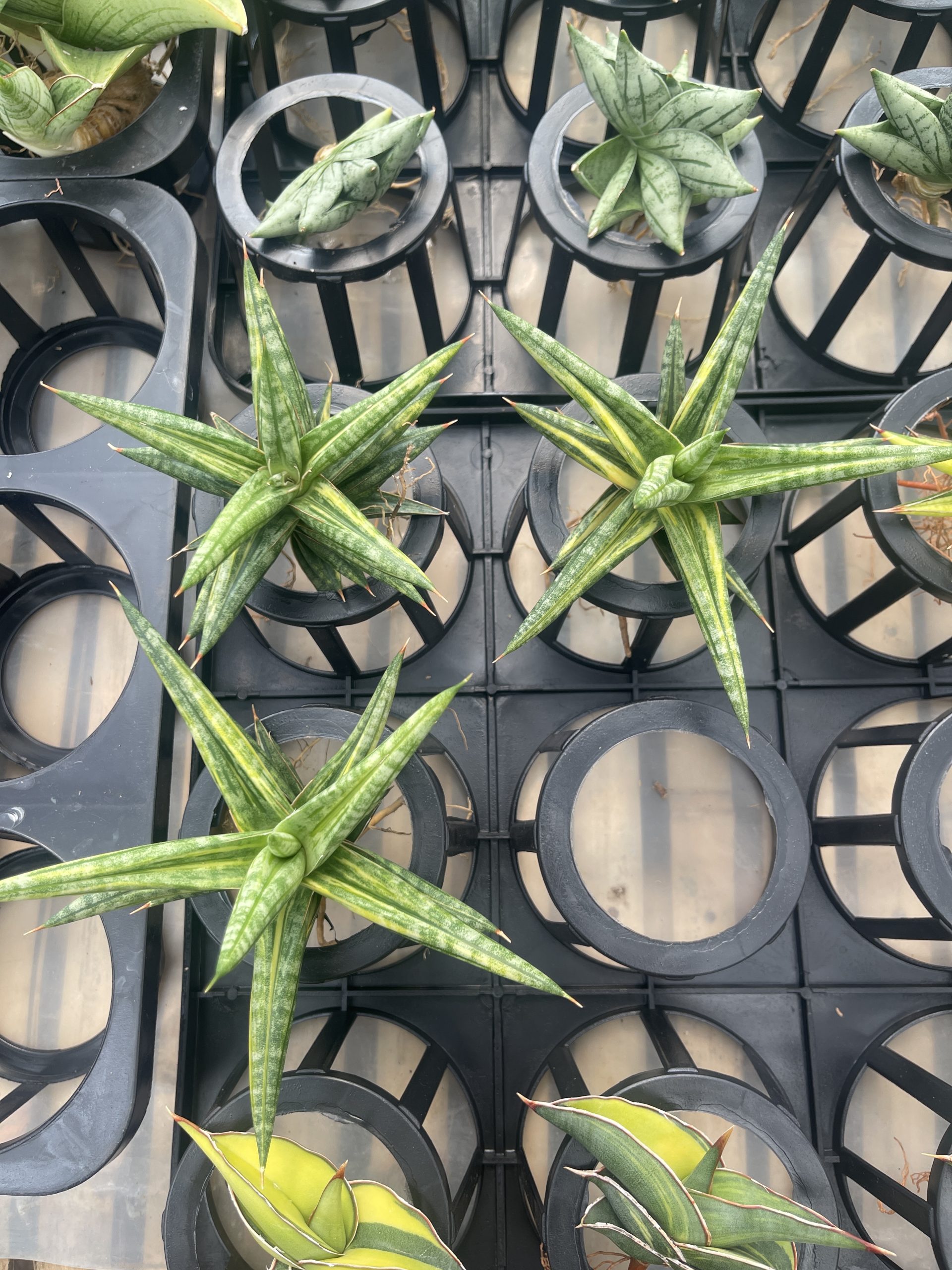1024. Sansevieria Balii Variegated - Image 13
