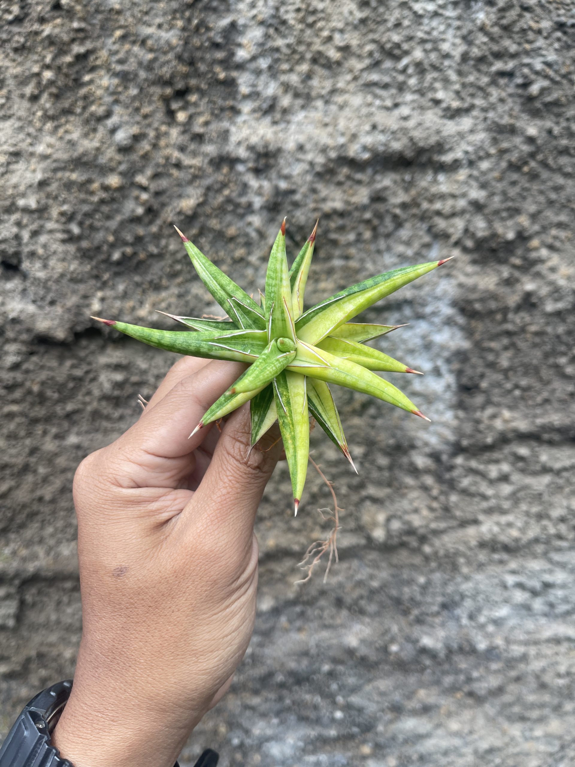 1024. Sansevieria Balii Variegated - Image 10