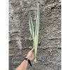 861. Sansevieria Bantel's Sensation Yellow