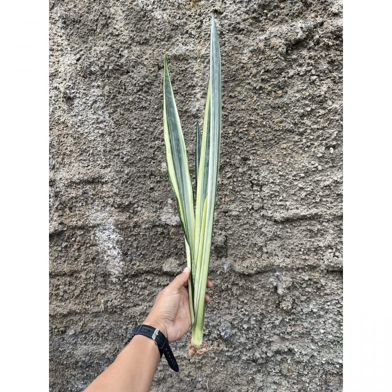861. Sansevieria Bantel's Sensation Yellow