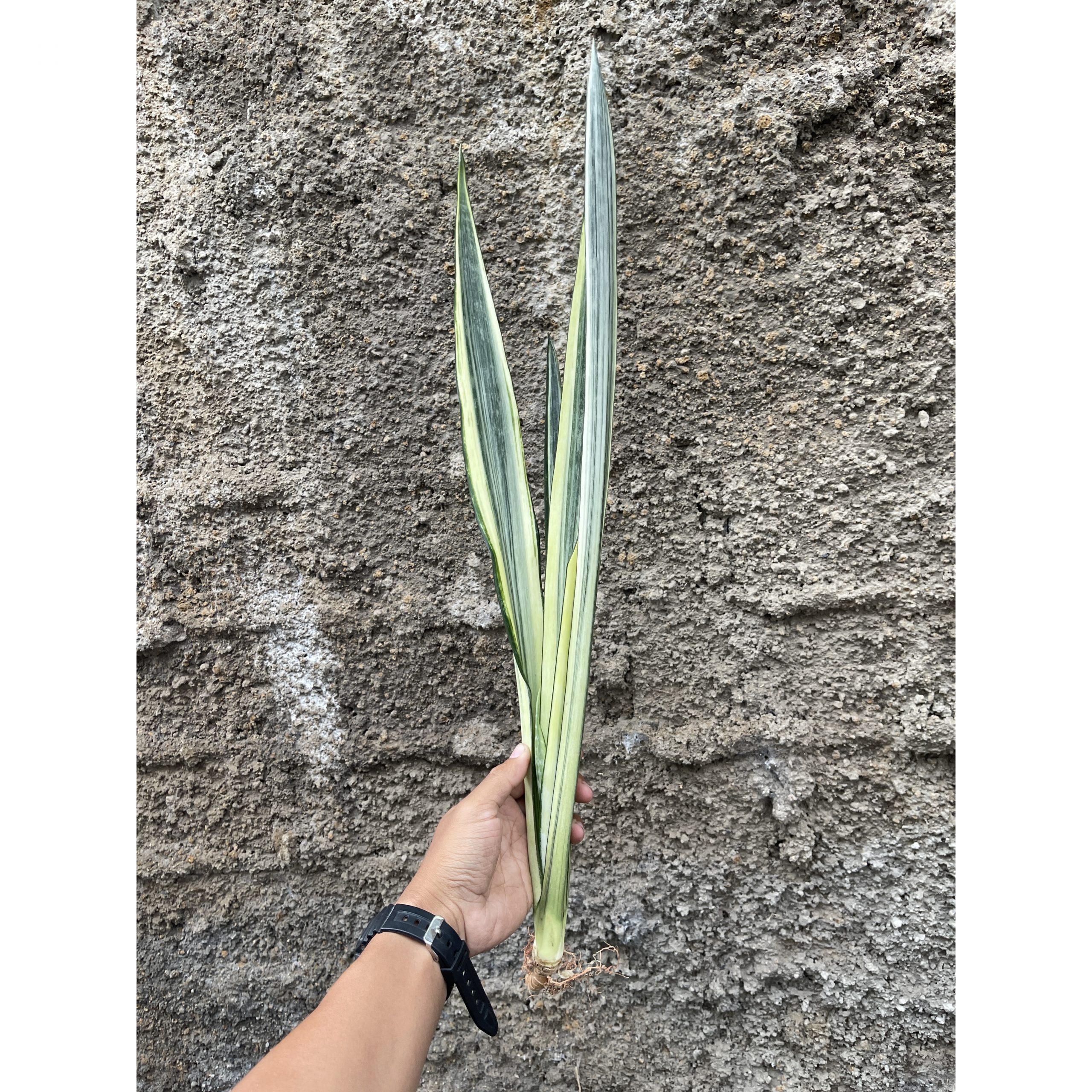 861. Sansevieria Bantel's Sensation Yellow
