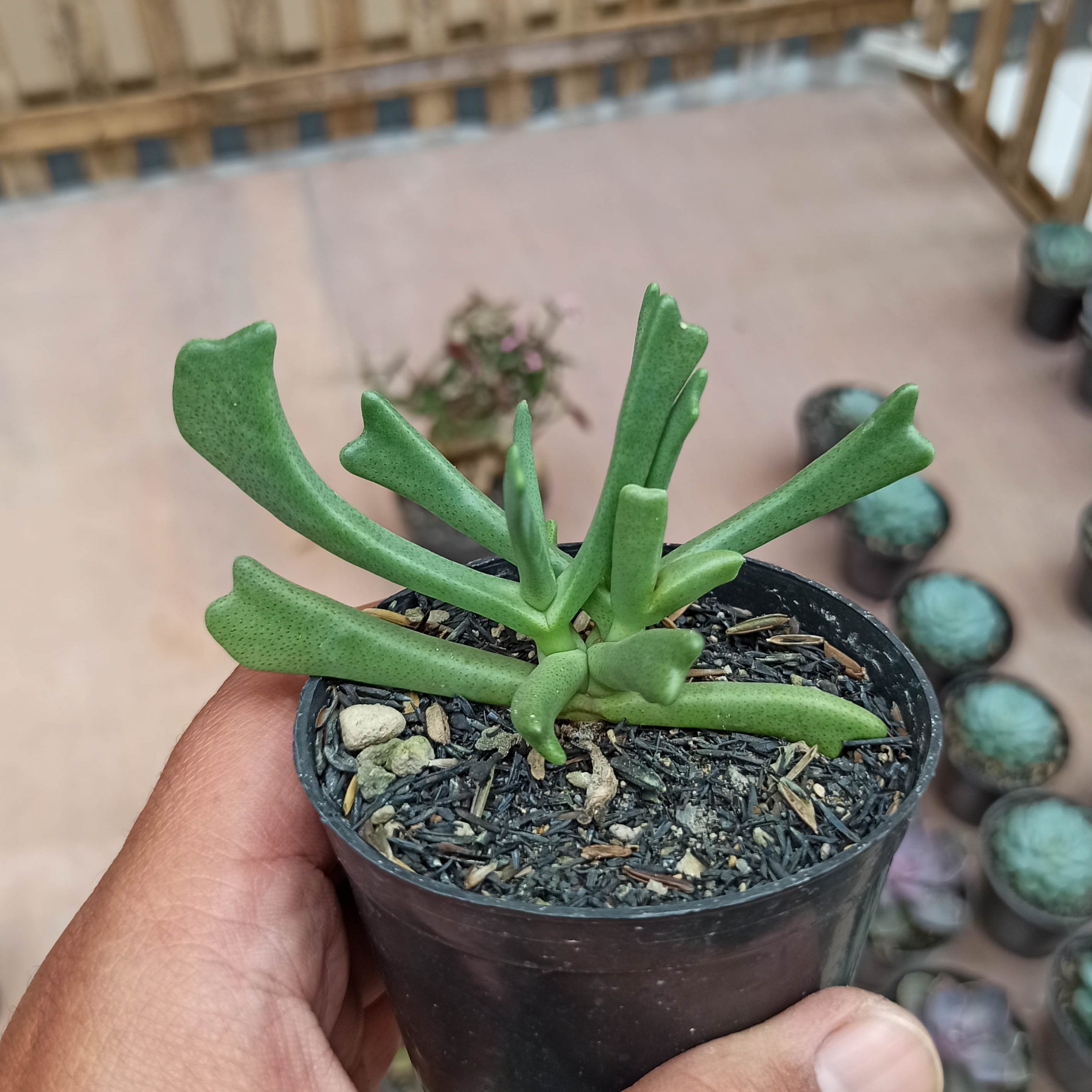 141. Kalanchoe Teretifolia - Image 2