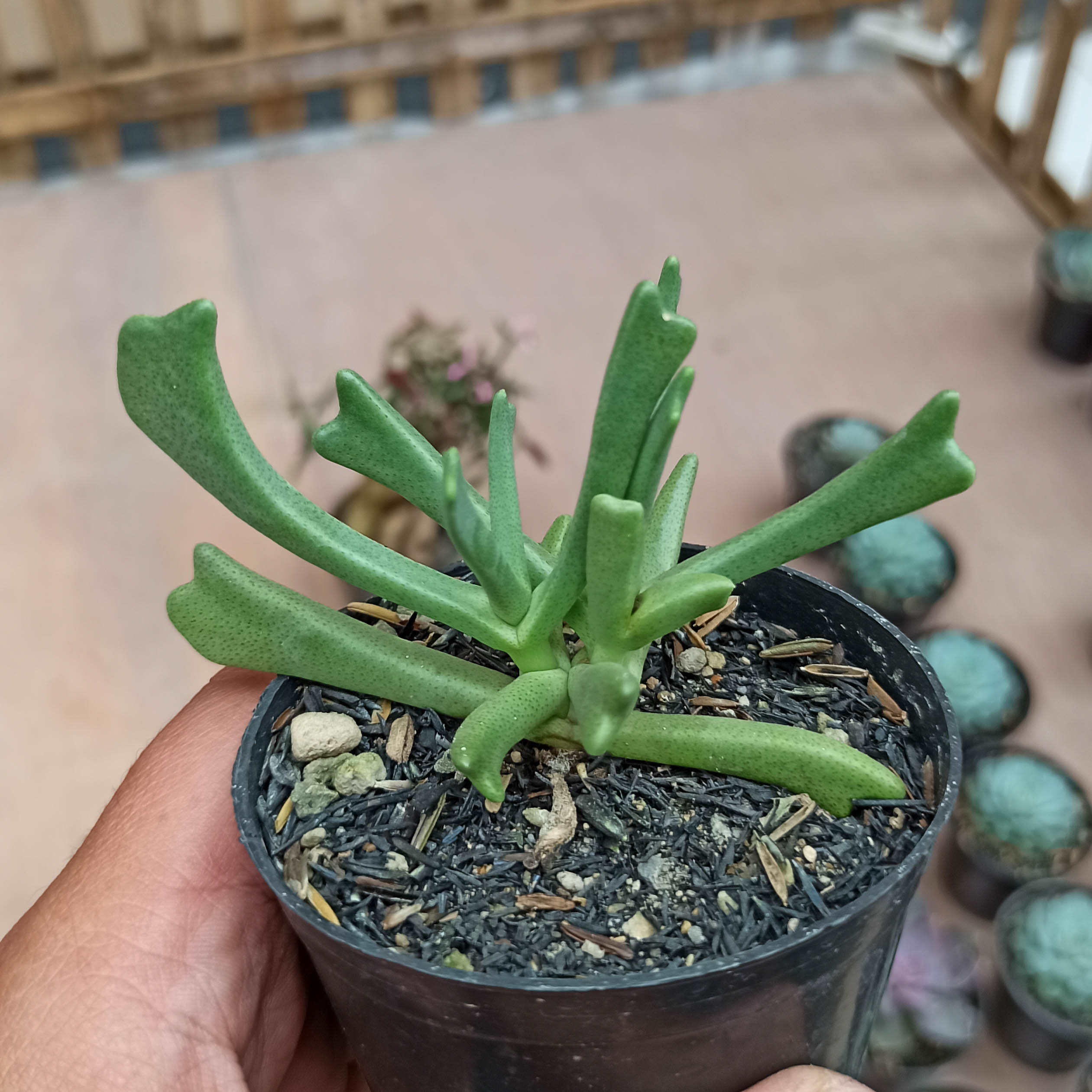 141. Kalanchoe Teretifolia - Image 3